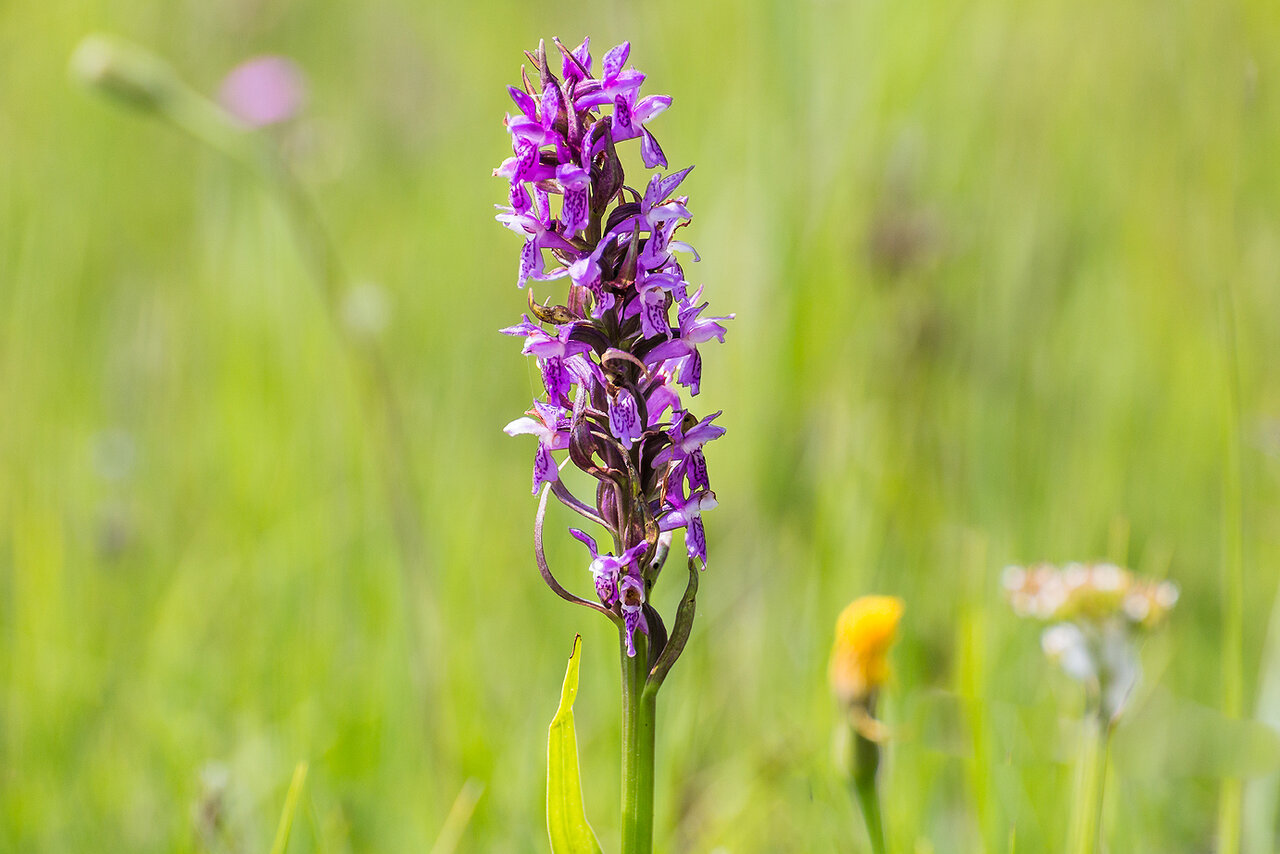 Fleischfarbenes Knabenkraut - Dactylorhiza incarnata