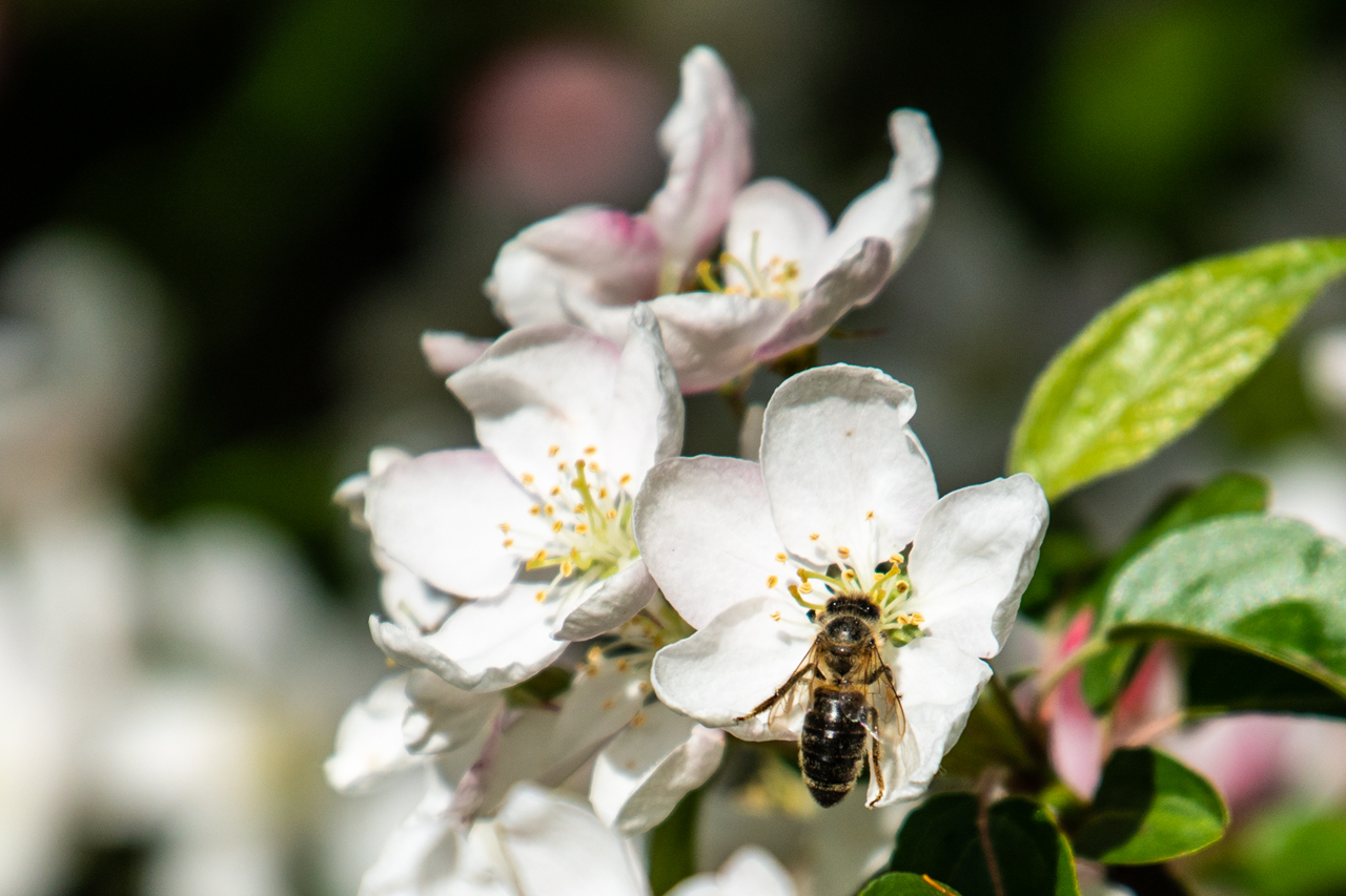 Fleißiges Bienchen 2