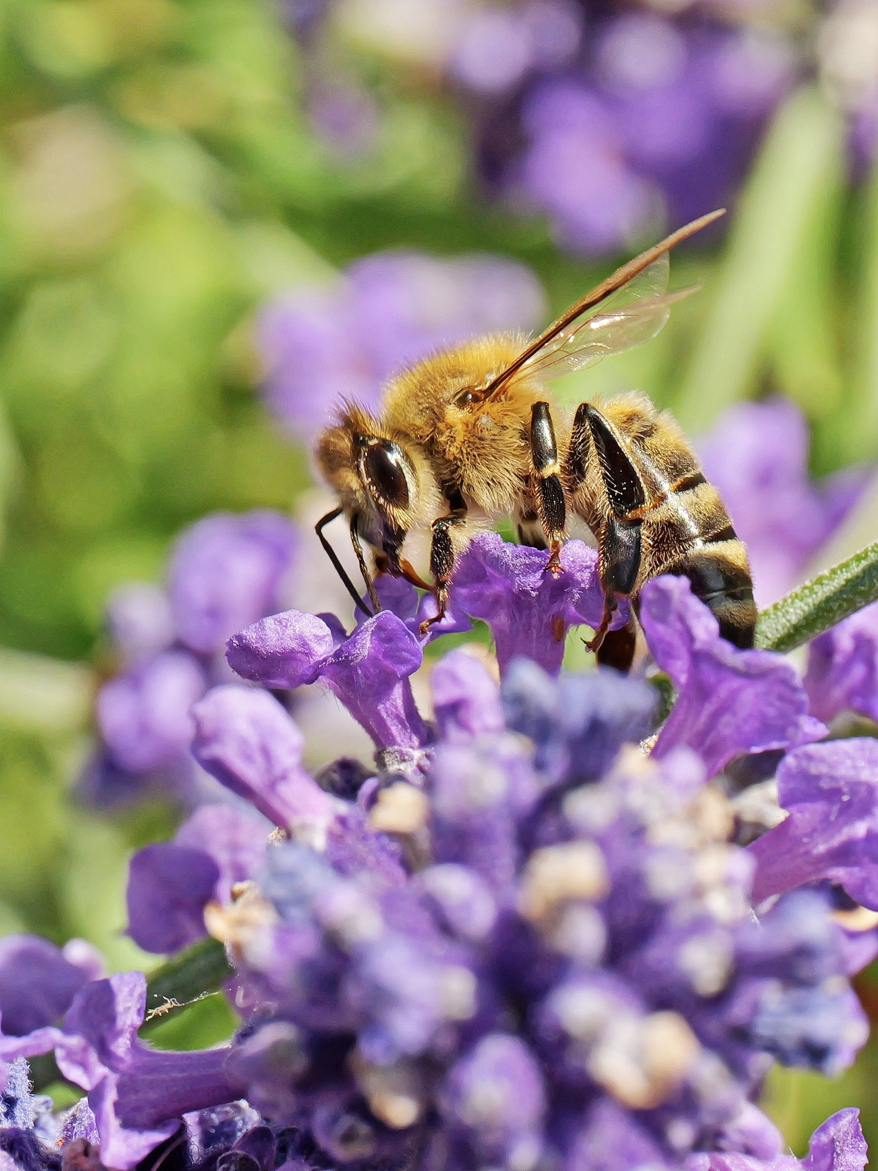 Fleißiges Bienchen.