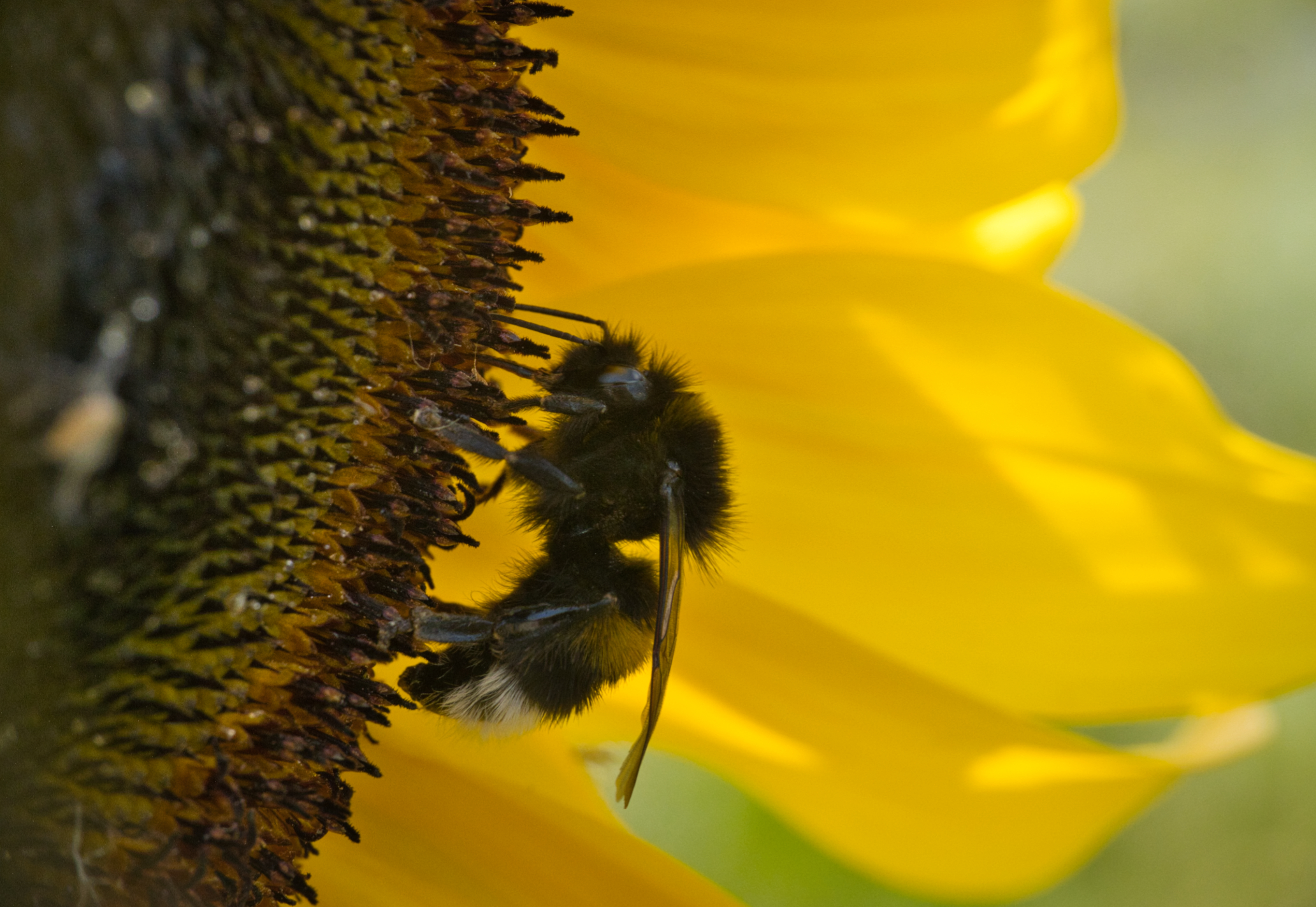 Fleißiges Bienchen