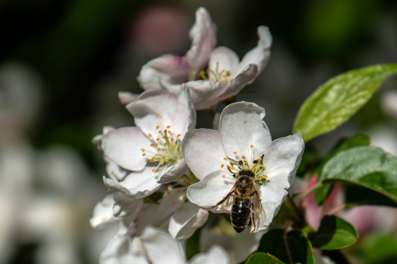 Fleißiges Bienchen