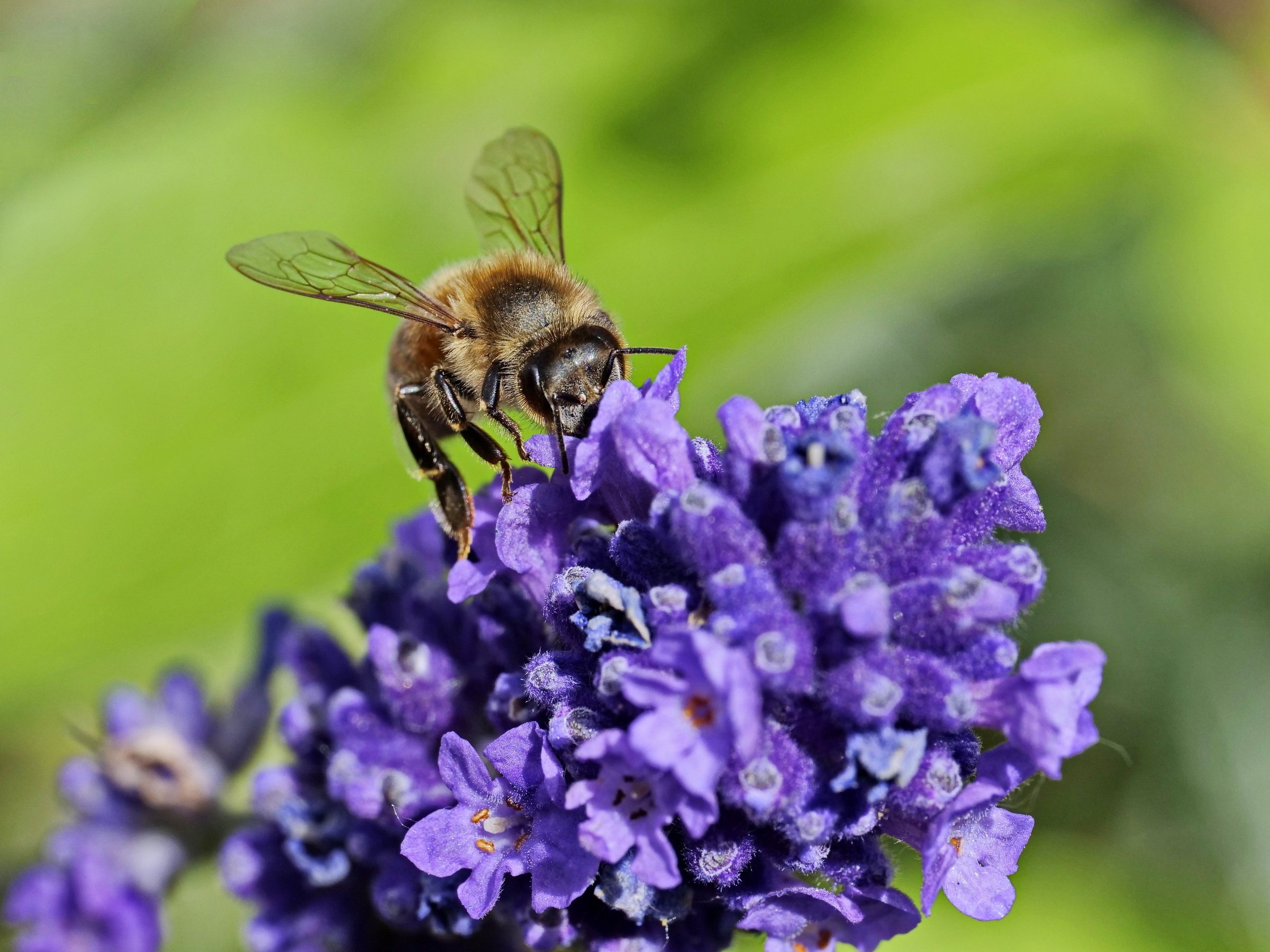 fleißiges Bienchen.