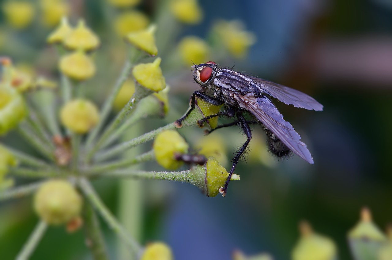Fliege | d-pixx.de Forum