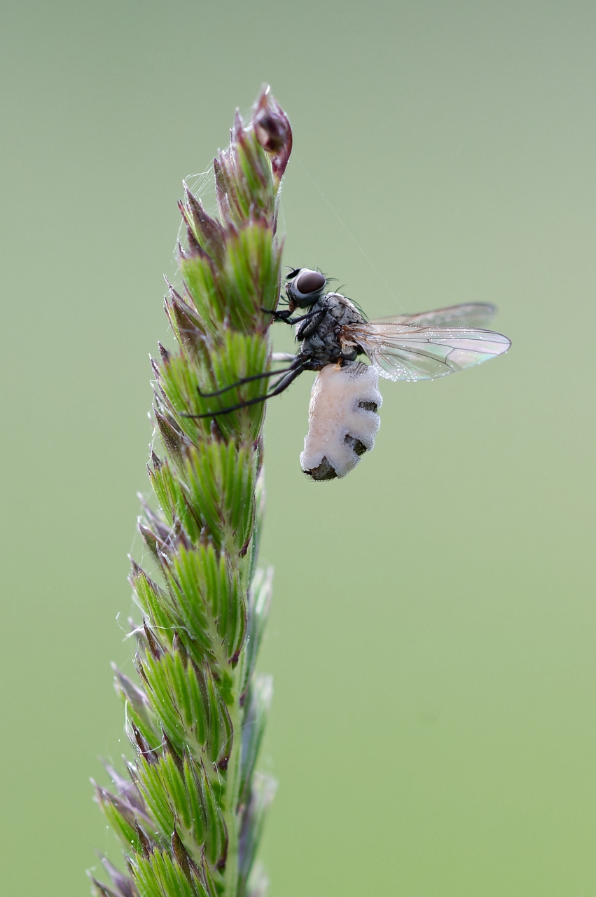 Fliegentöter