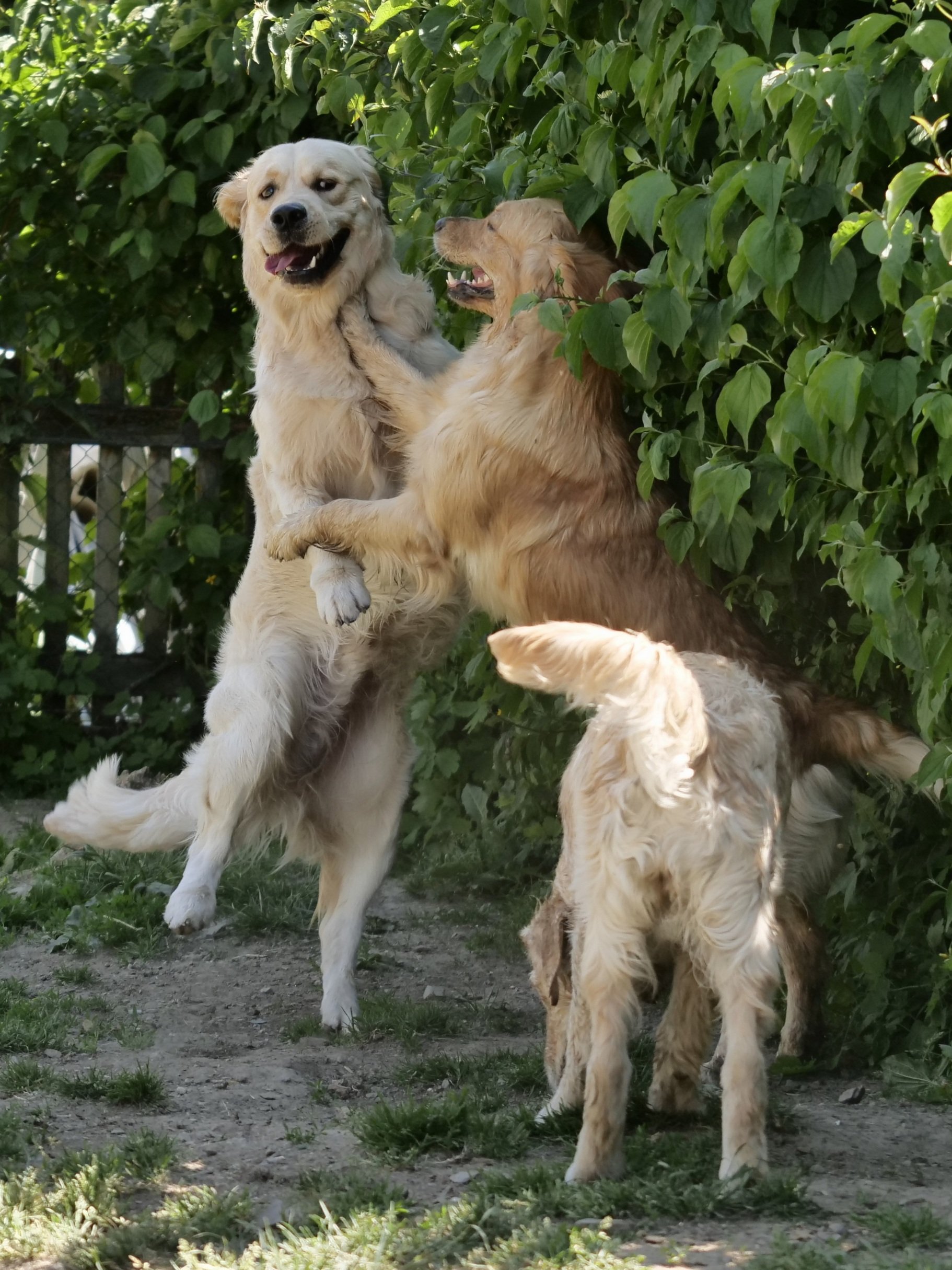 Flotter Walzer.