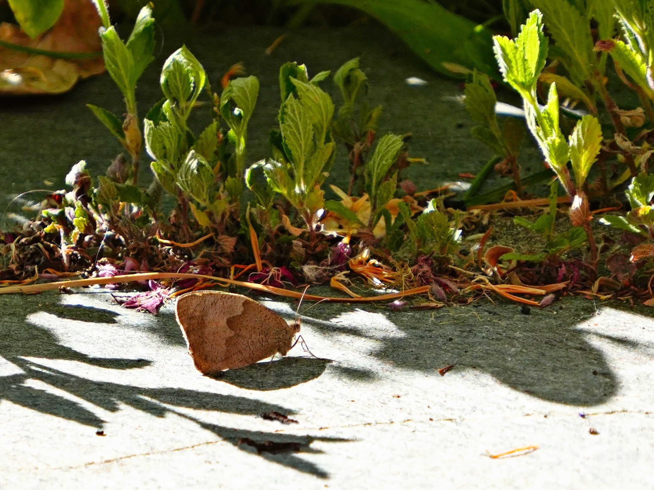Flucht in den Schatten