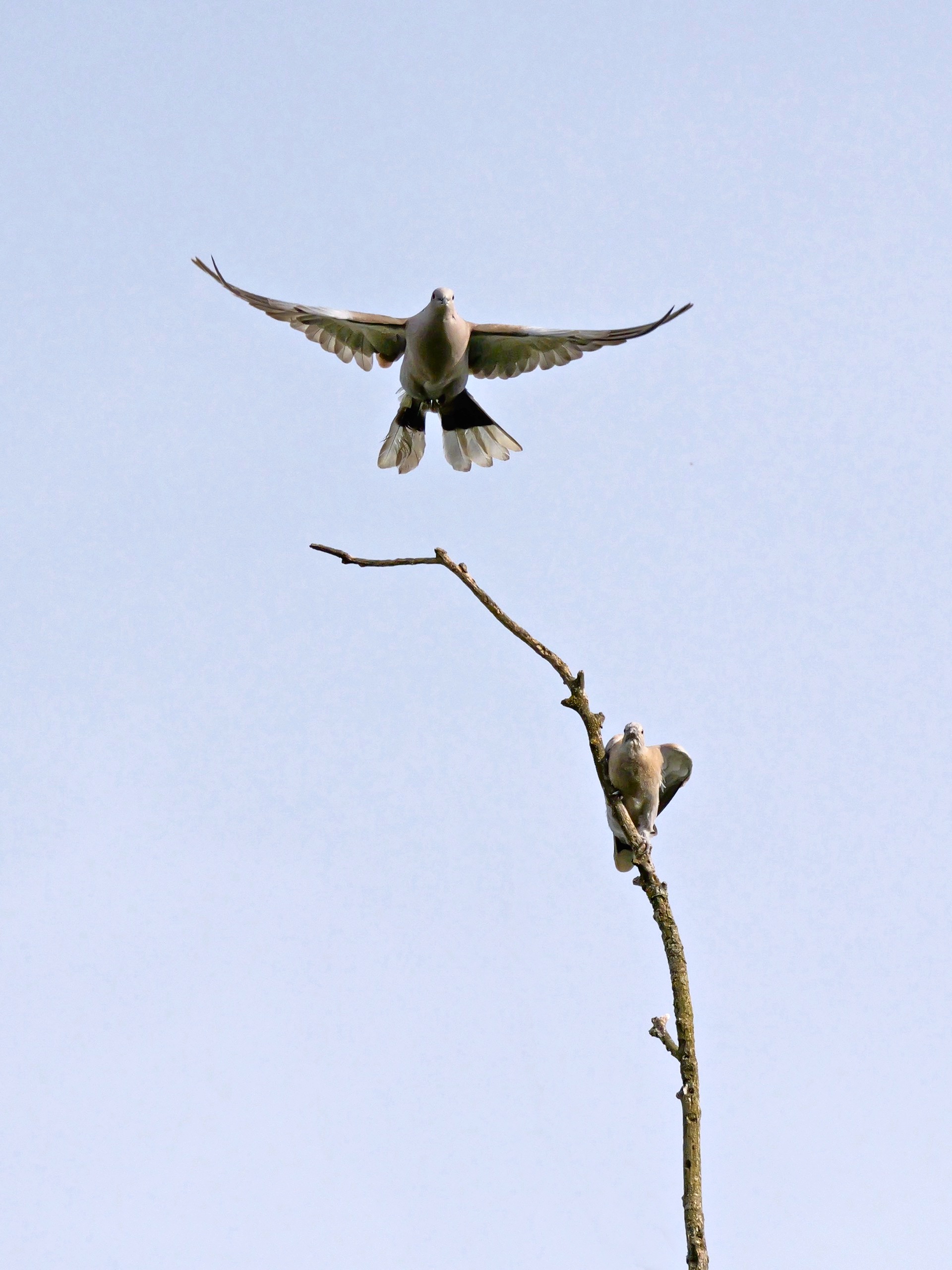 Flucht