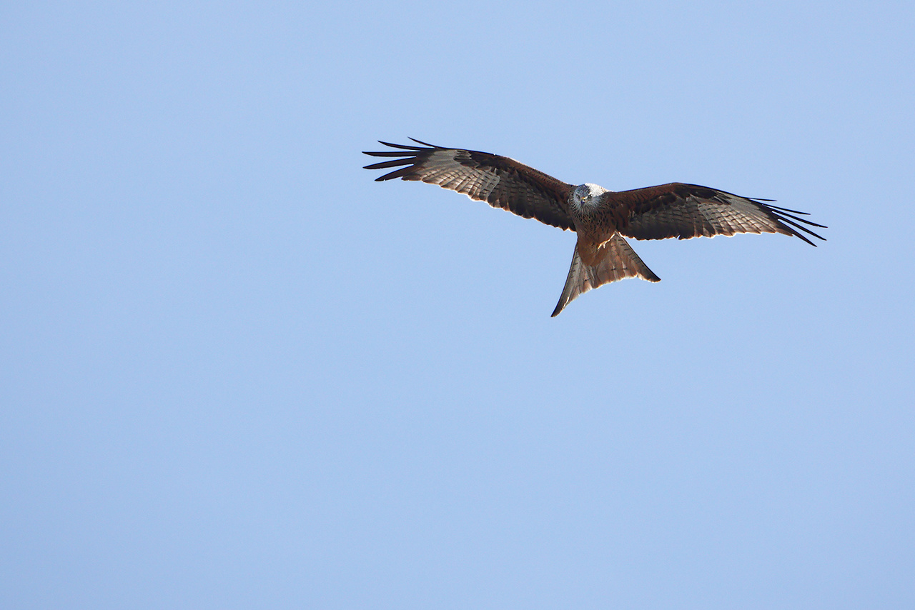 FlugMeister #2