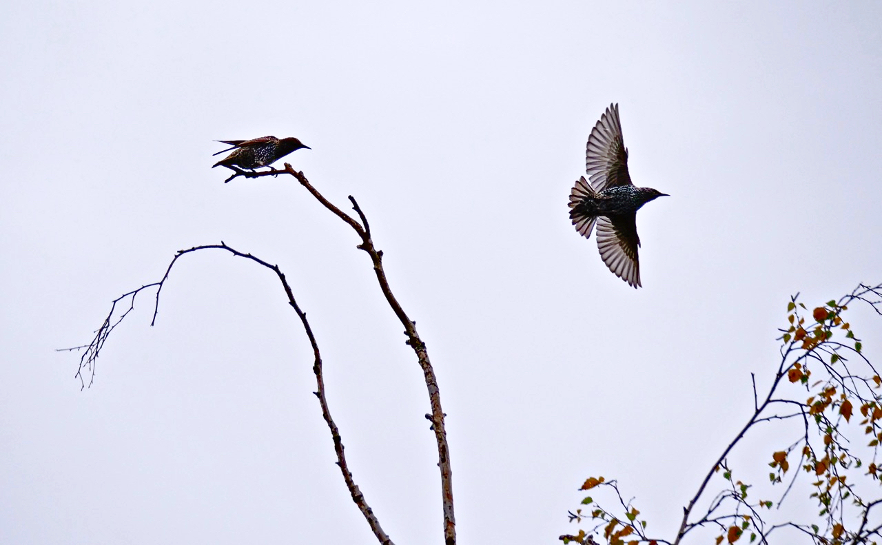 Flugschau