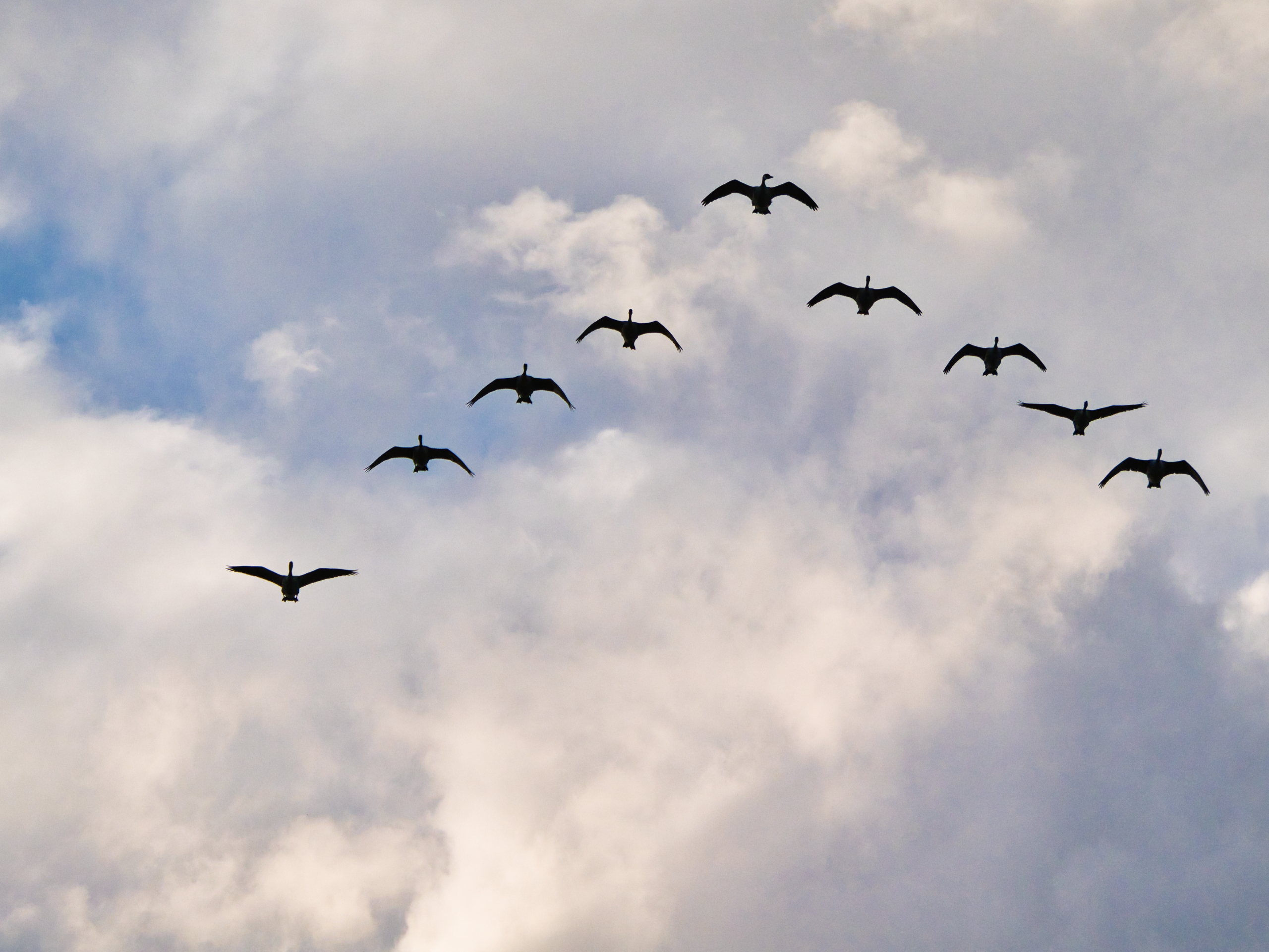 Formationsflug