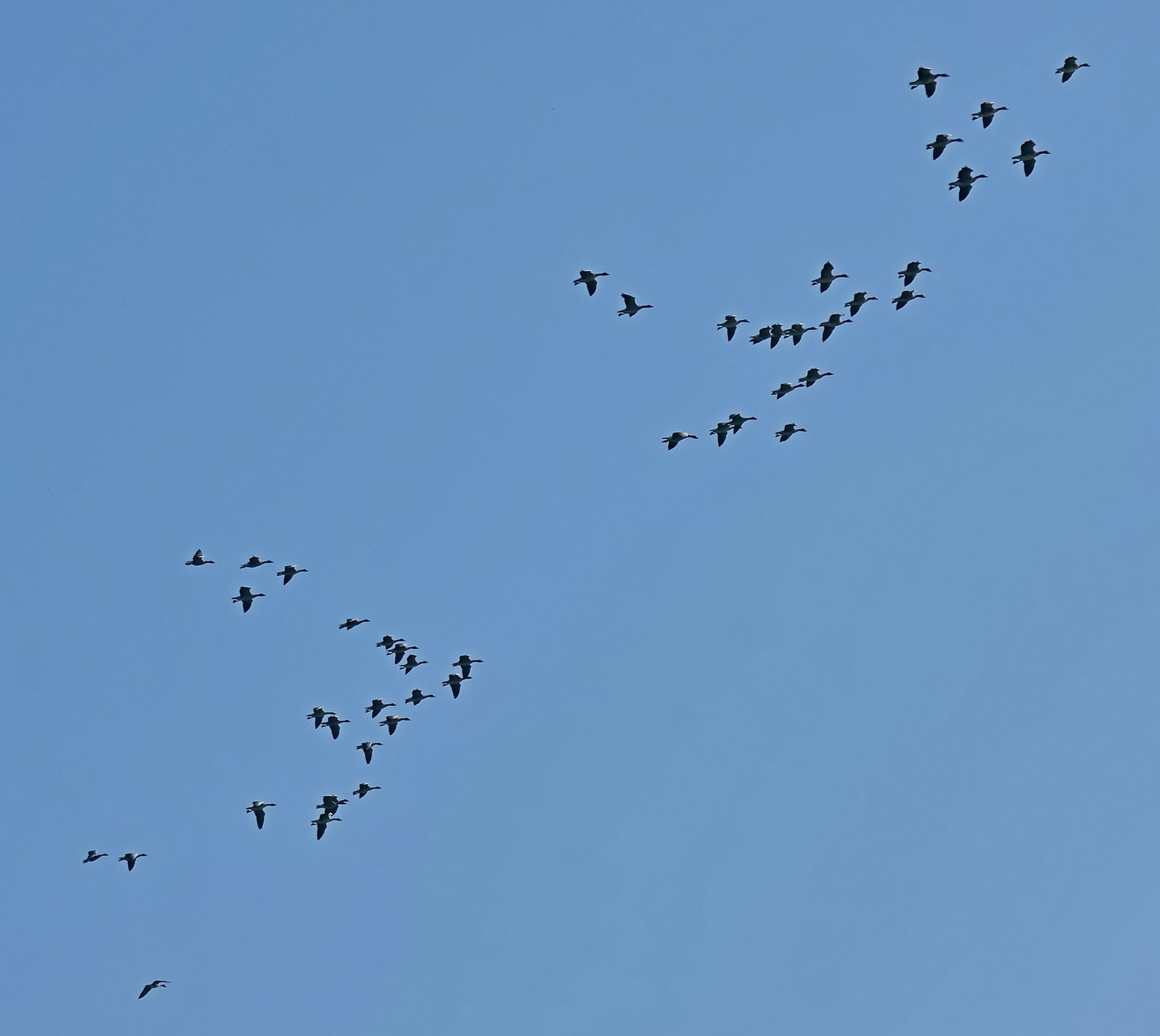 Formationsflug