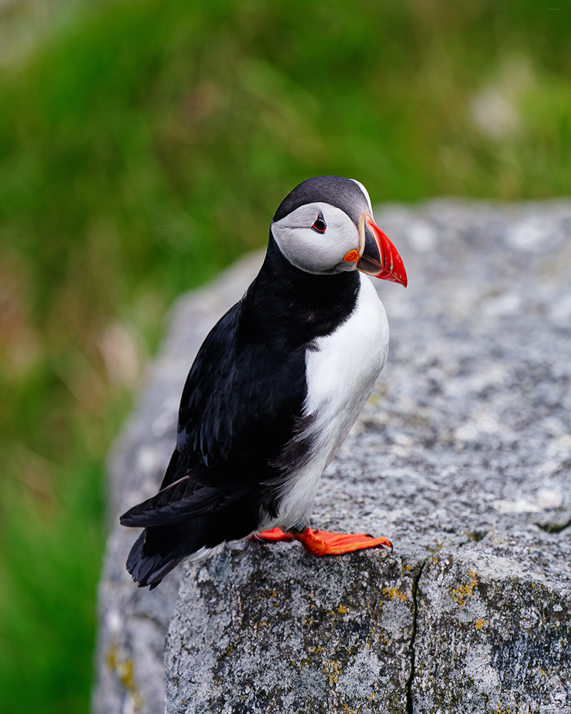 Fratercula arctica