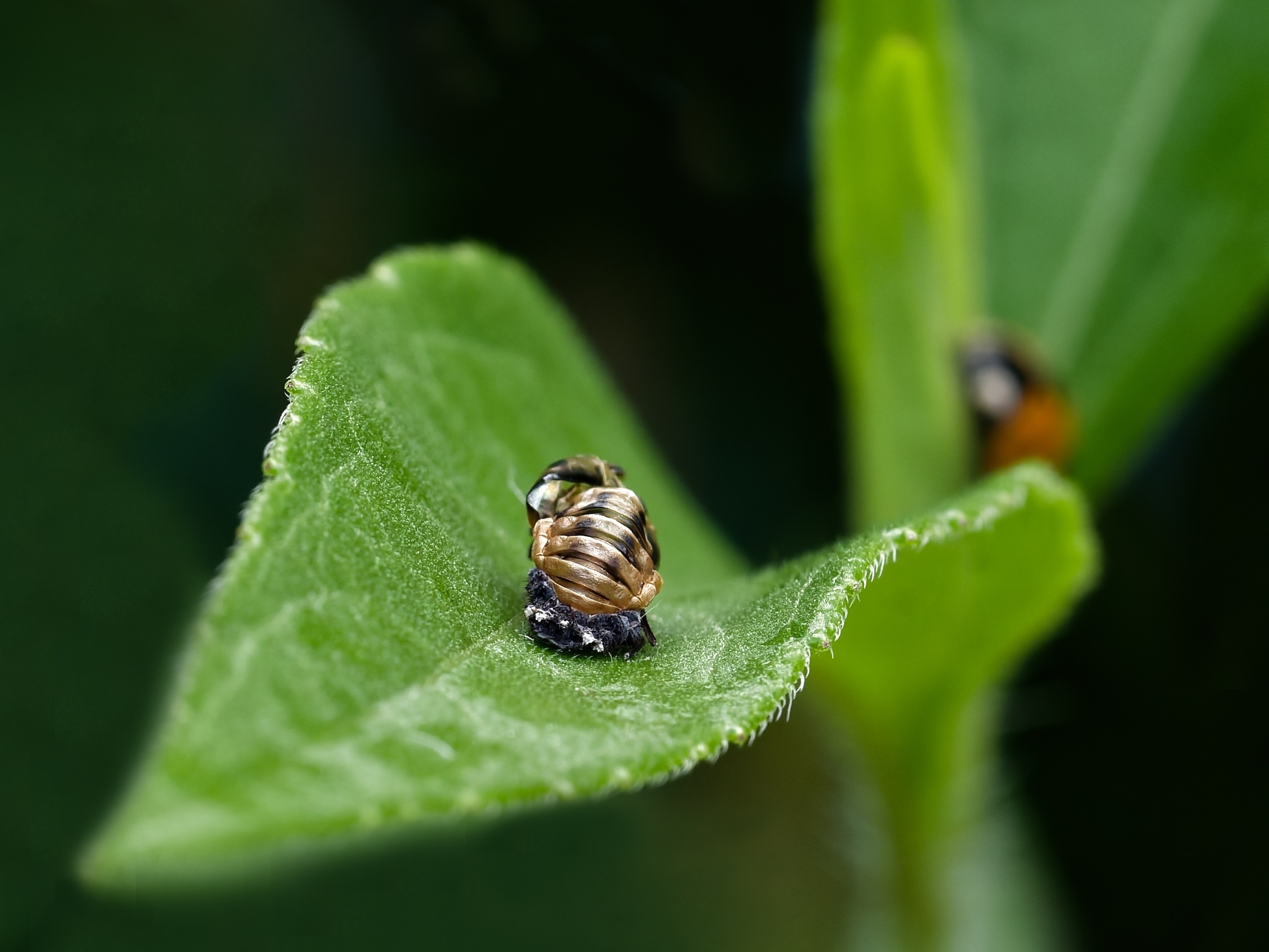 Frisch geschlüpft 🐞