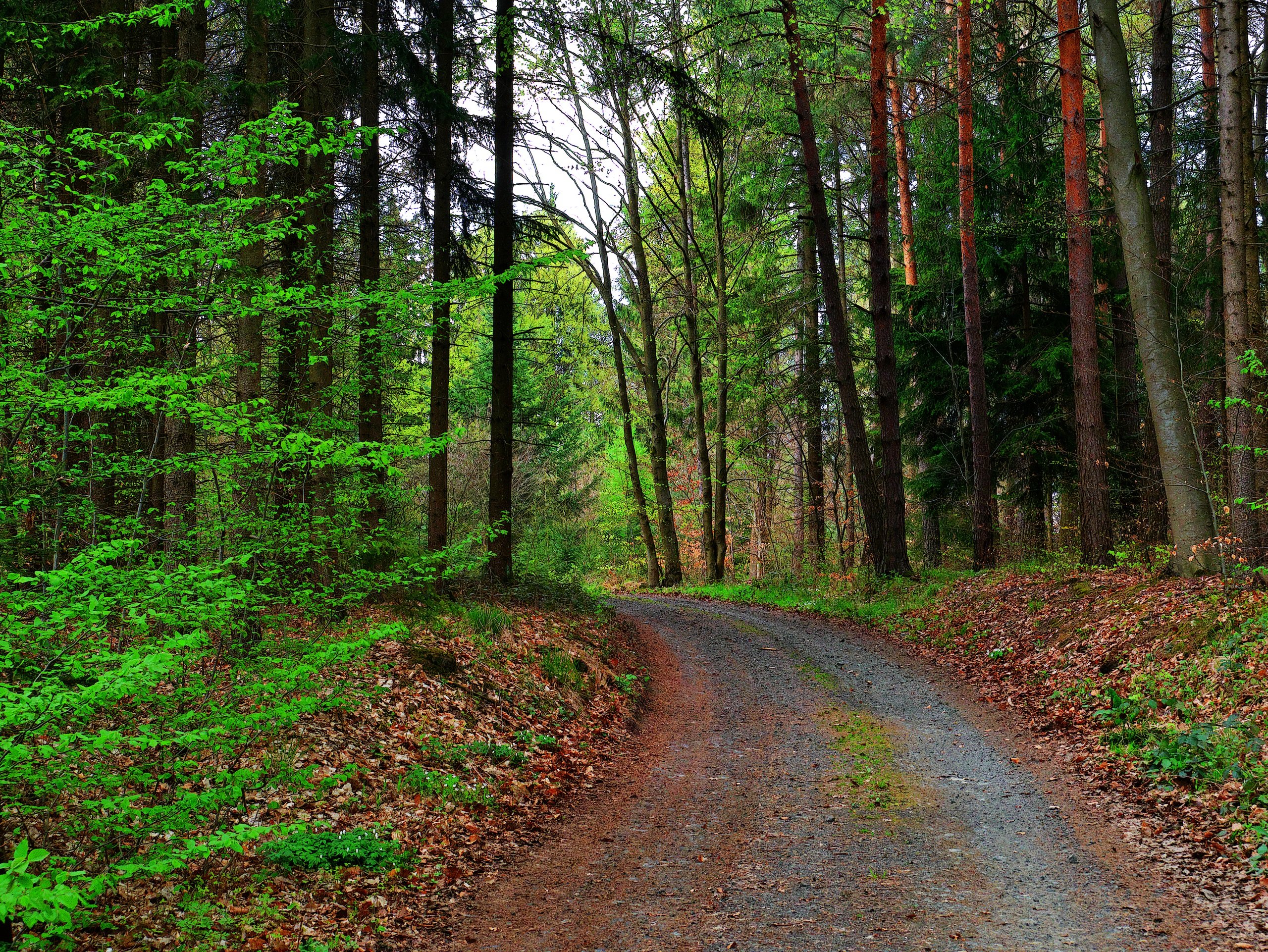 frisches Grün im Wald