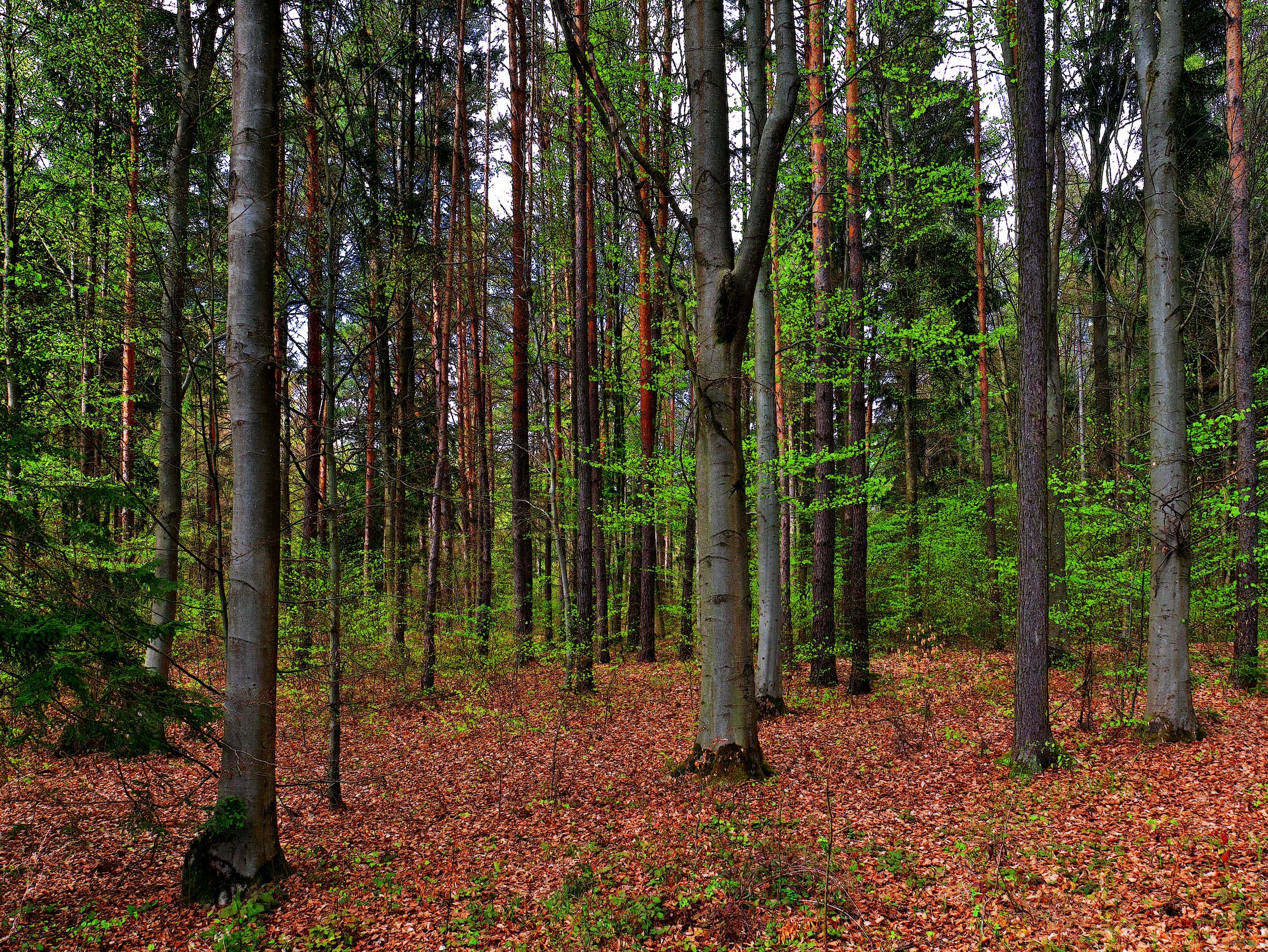 frisches Grün im Wald
