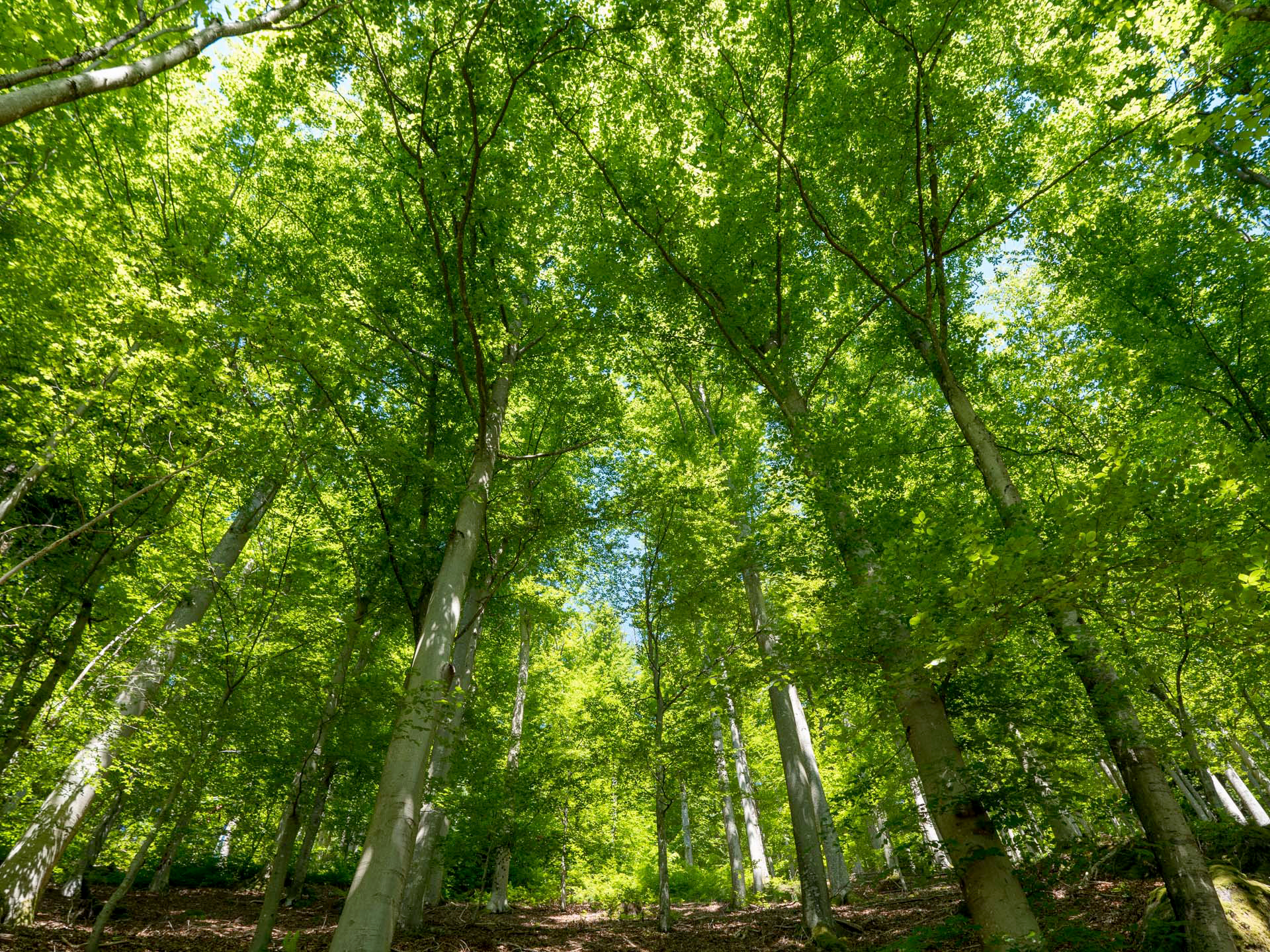 Frisches Grün