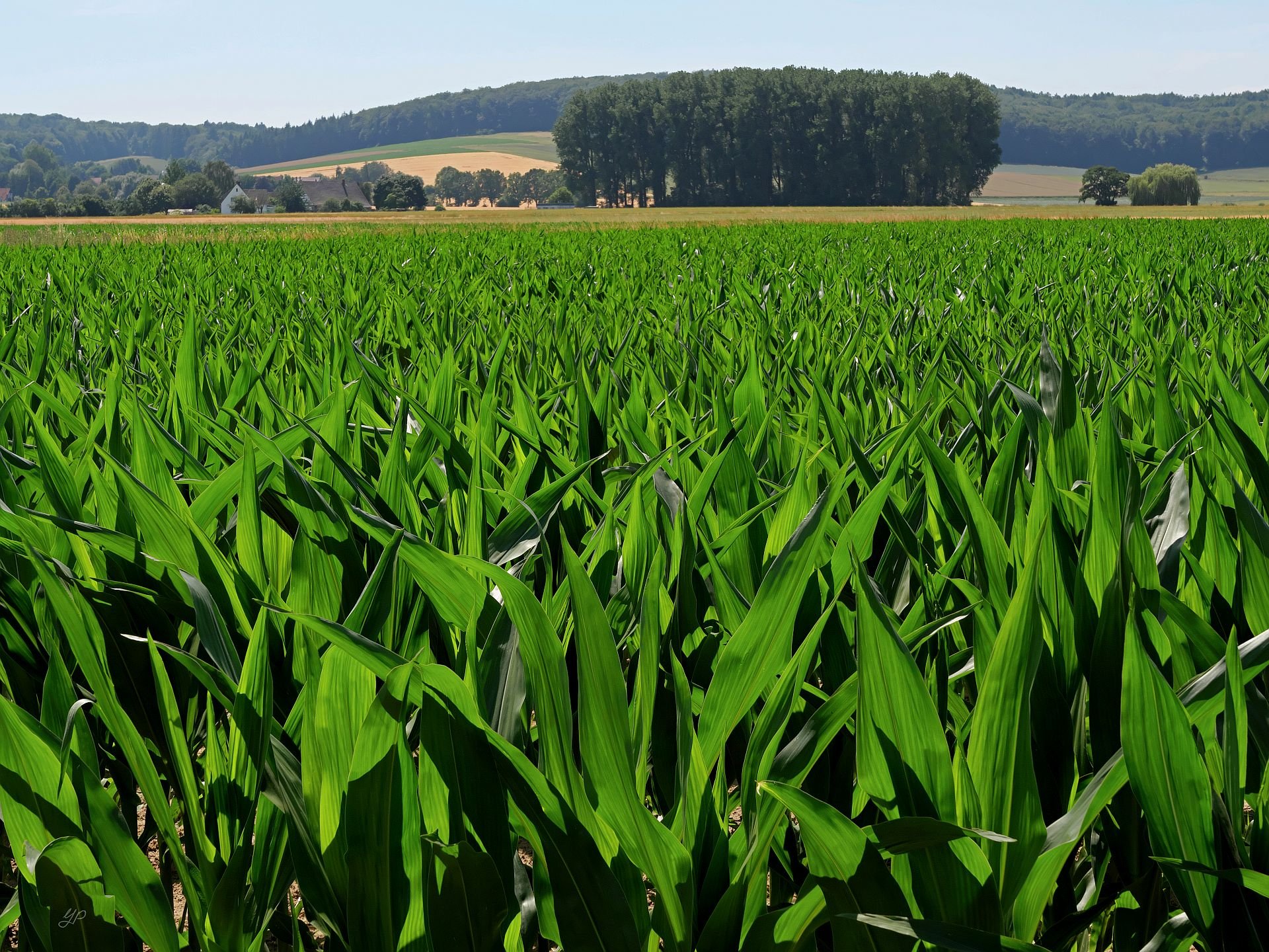 Frisches Grün