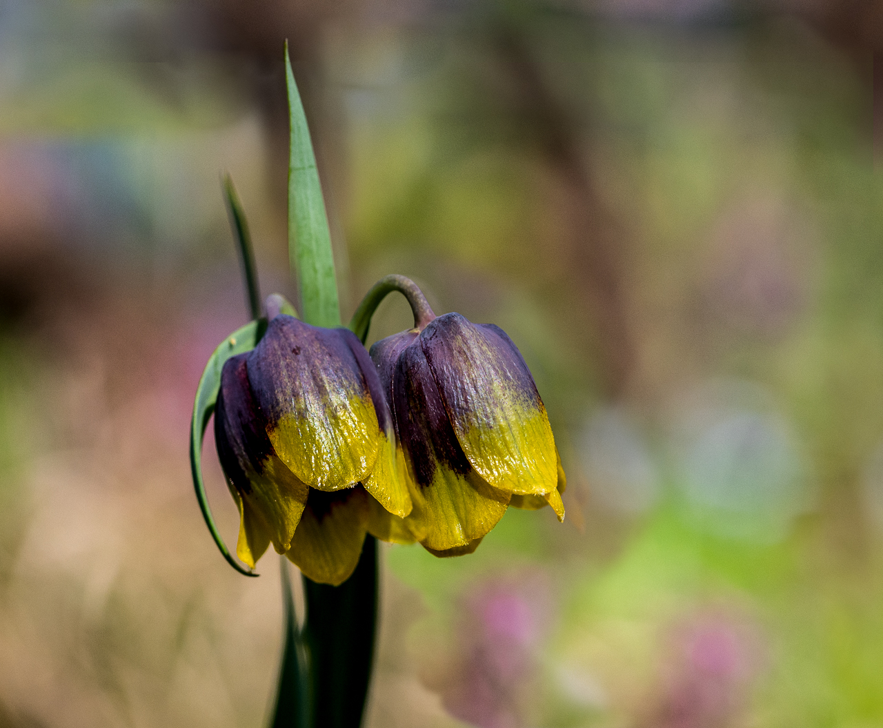 Frittilaria uva - vulpis