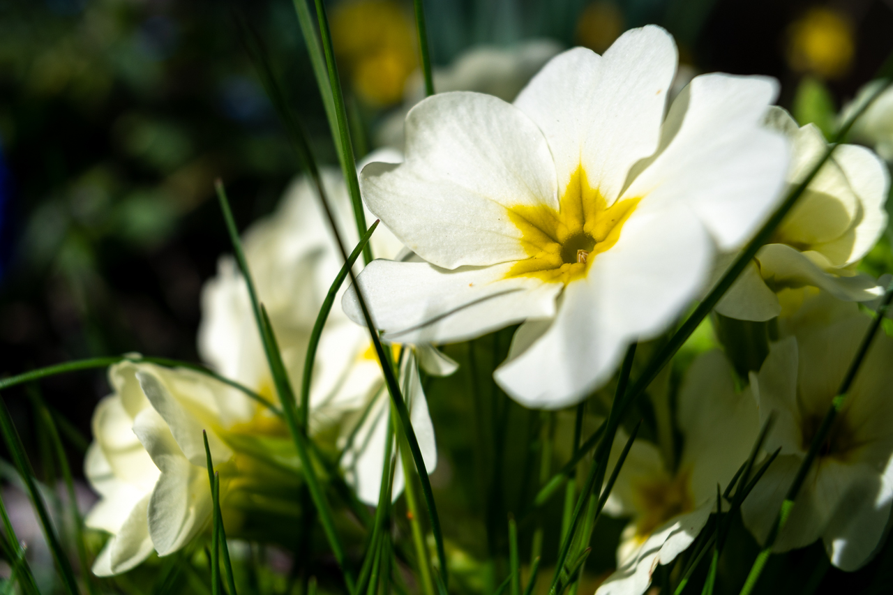 Frohe Ostern