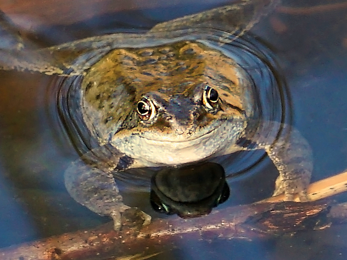 Frosch.jpg