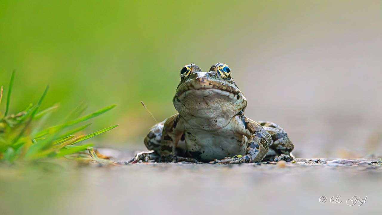 Frosch.jpg