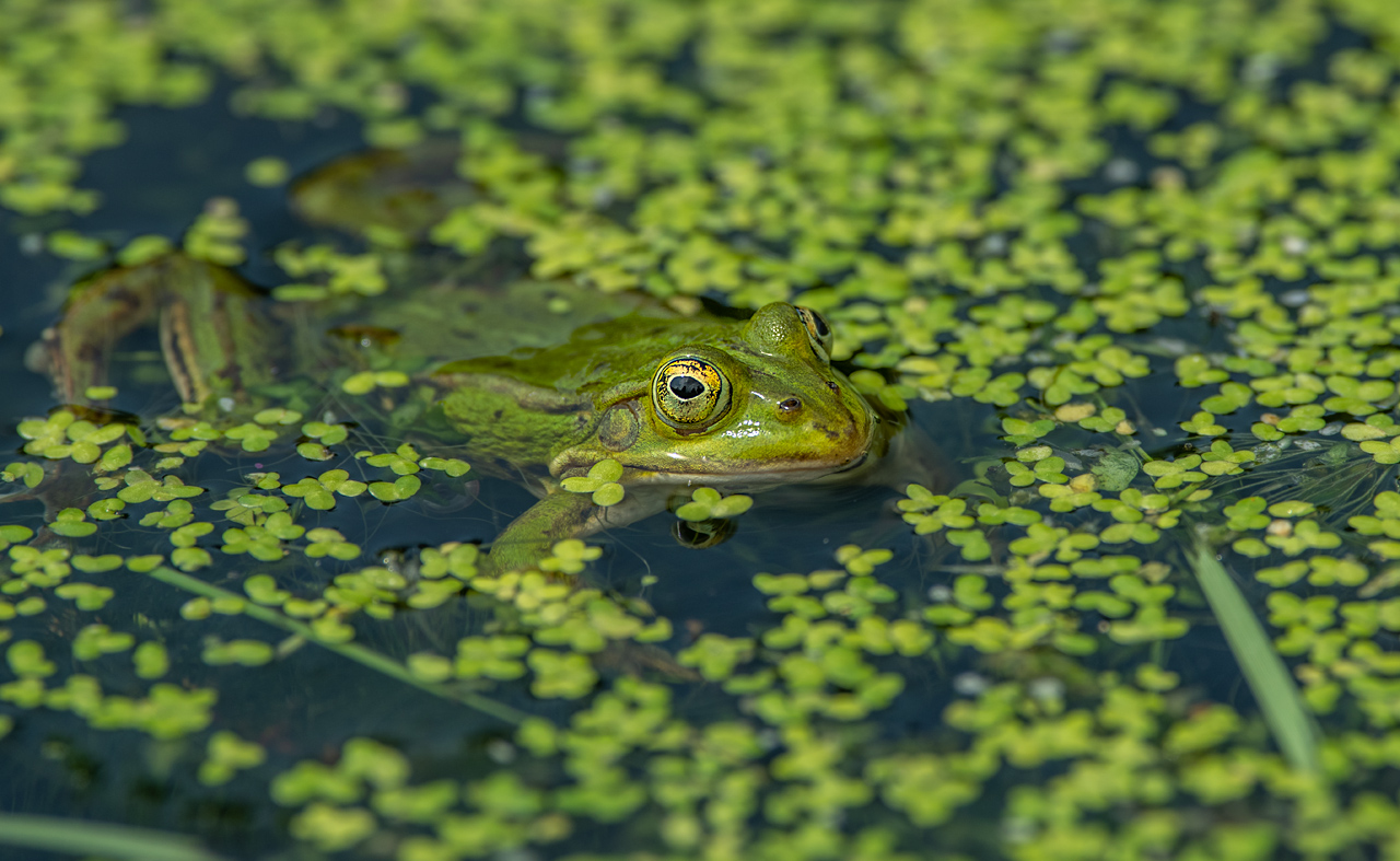 Frosch