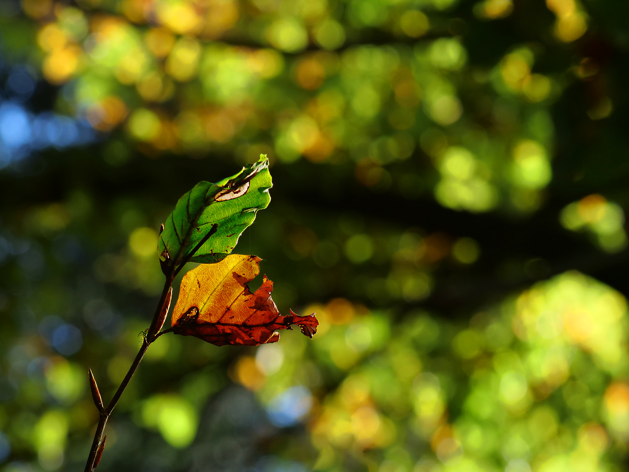 Froschblatt mit Herbstblatt
