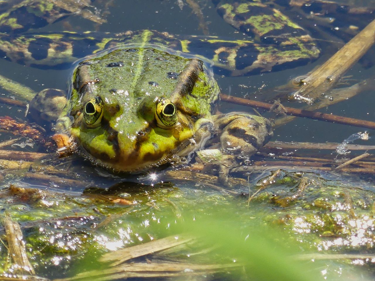 Froschkönig?