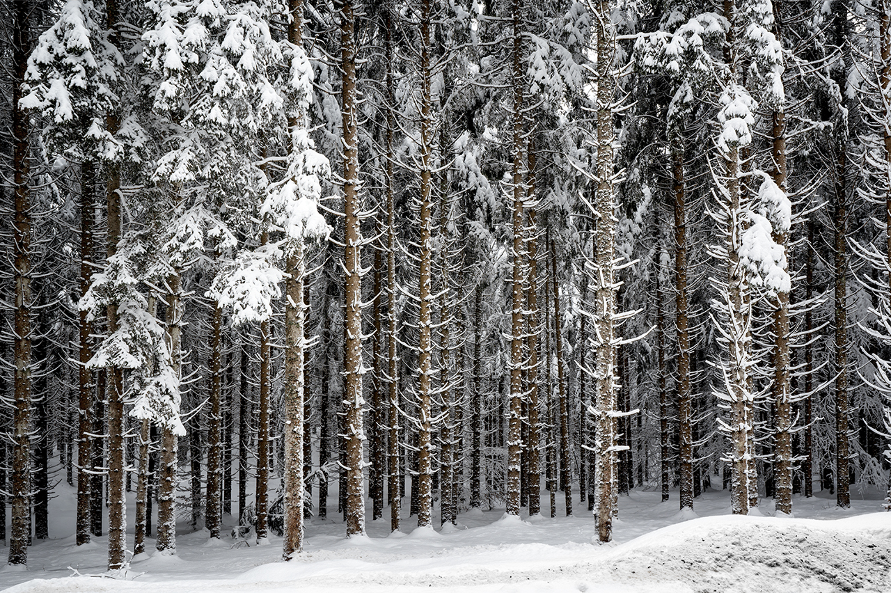 Frost im Wald.jpg