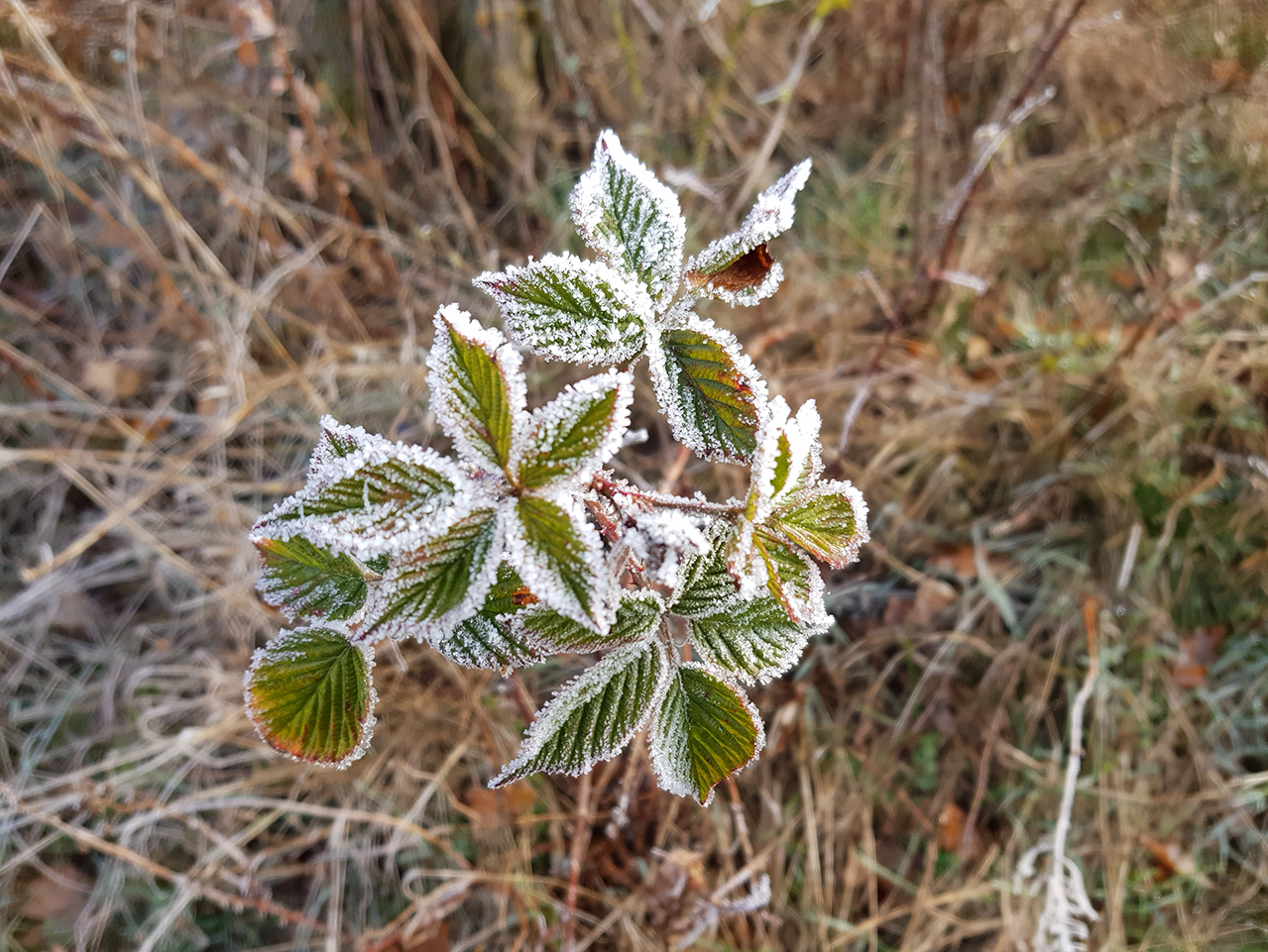 Frost