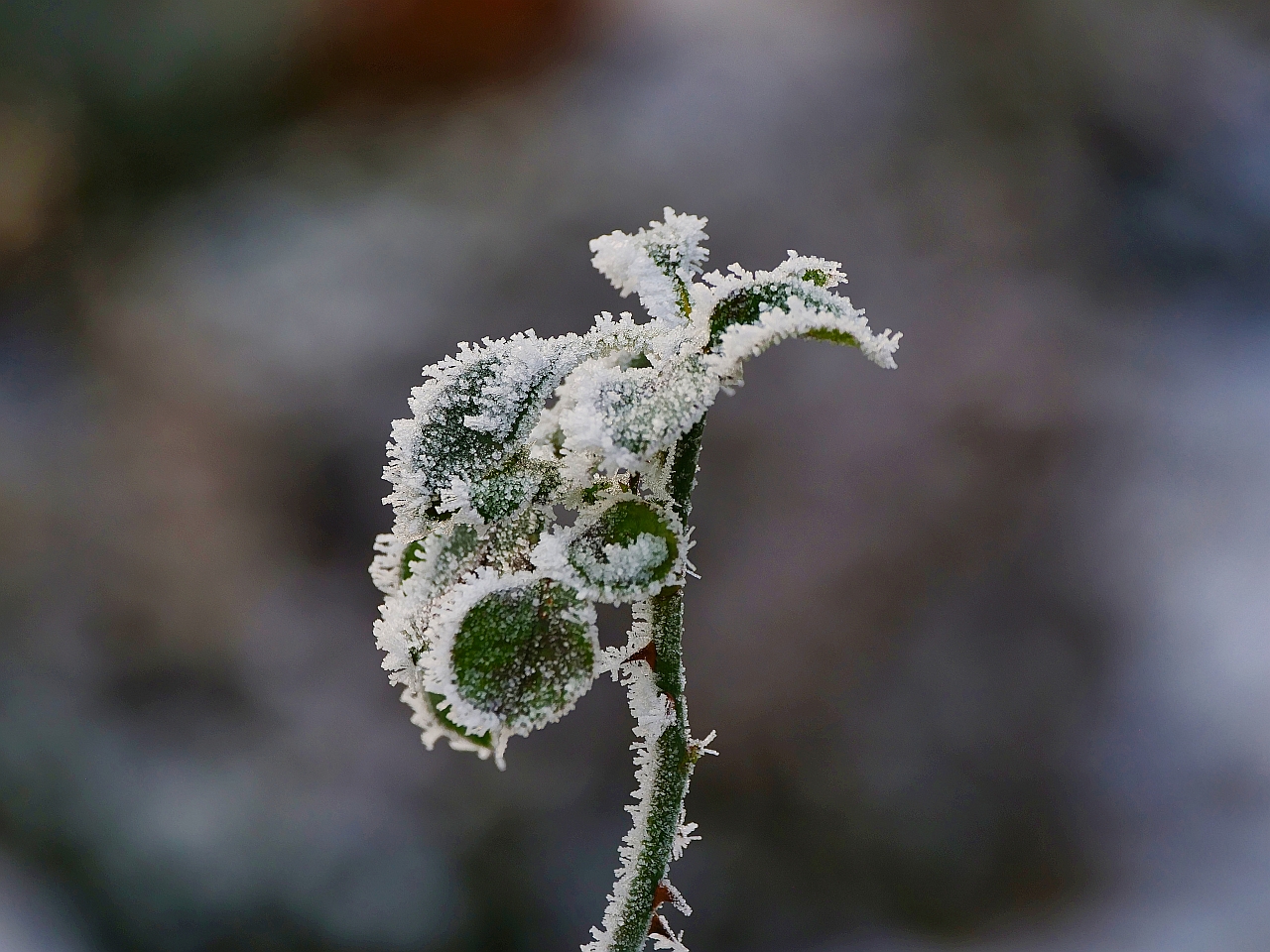 frostige Zeiten II