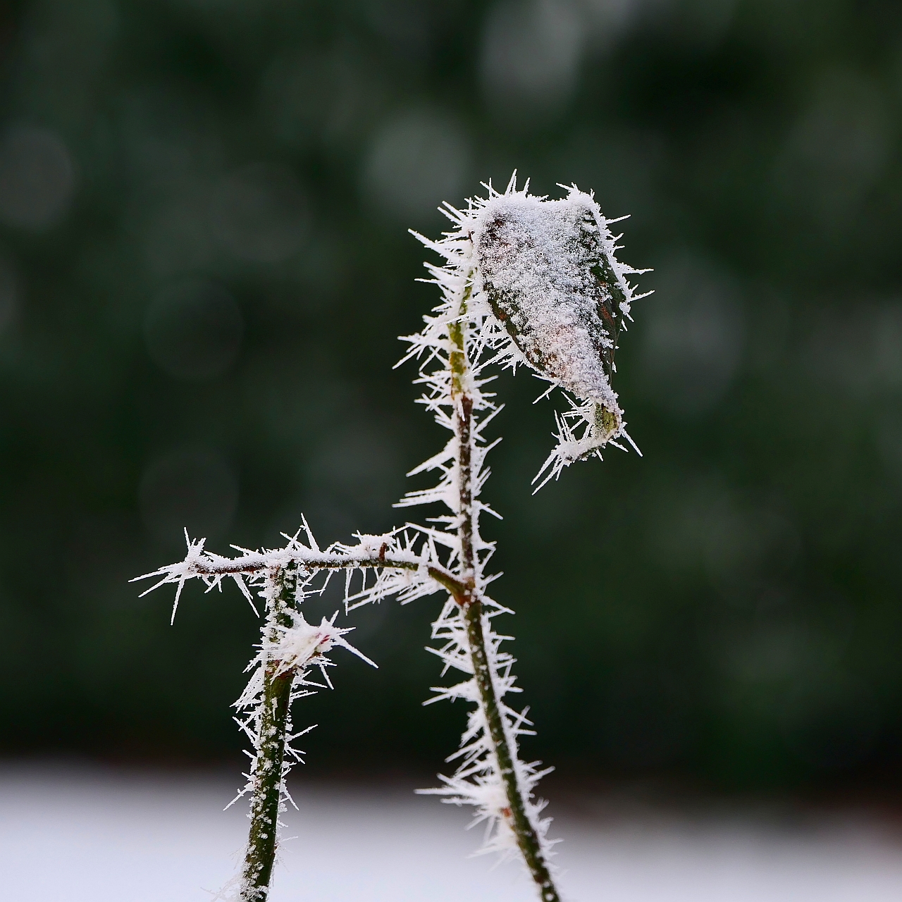 frostige Zeiten