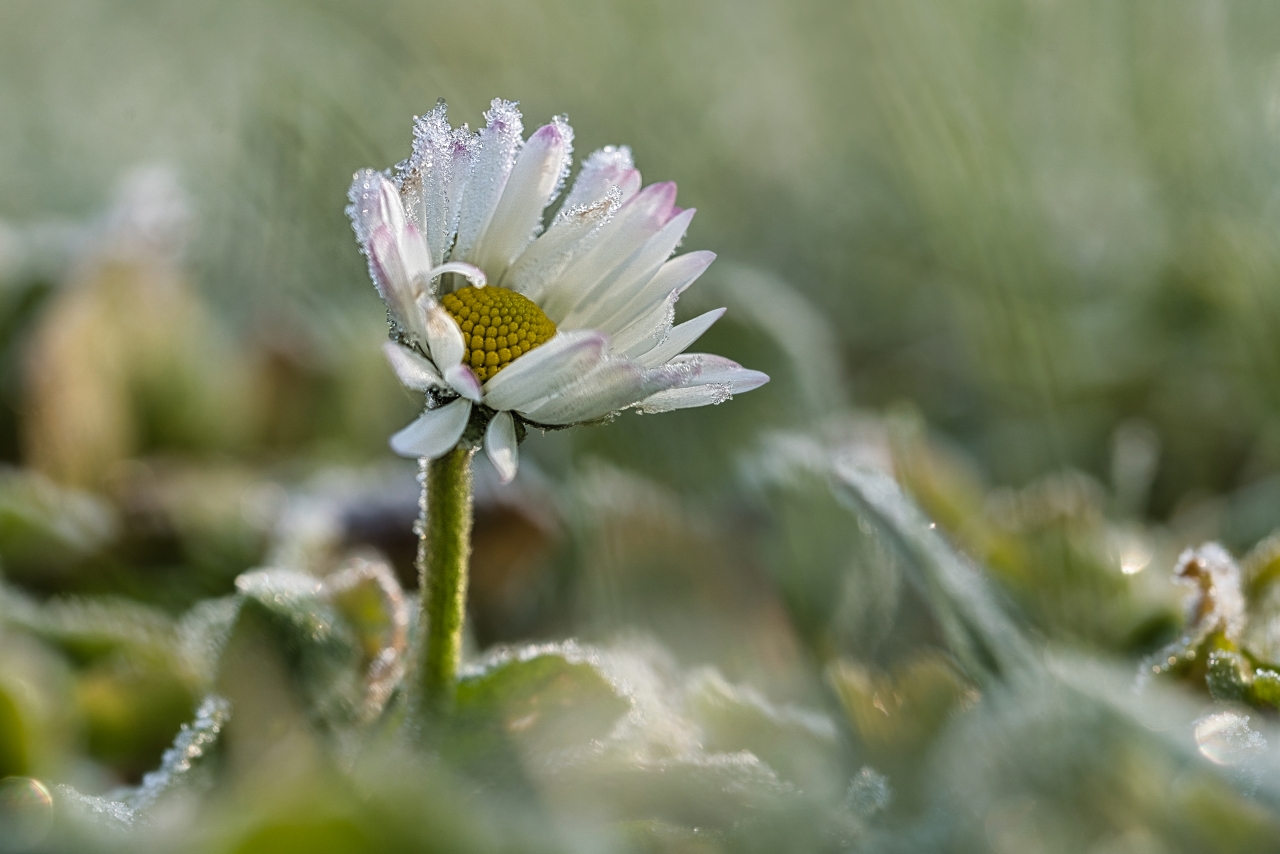 frosty daisy