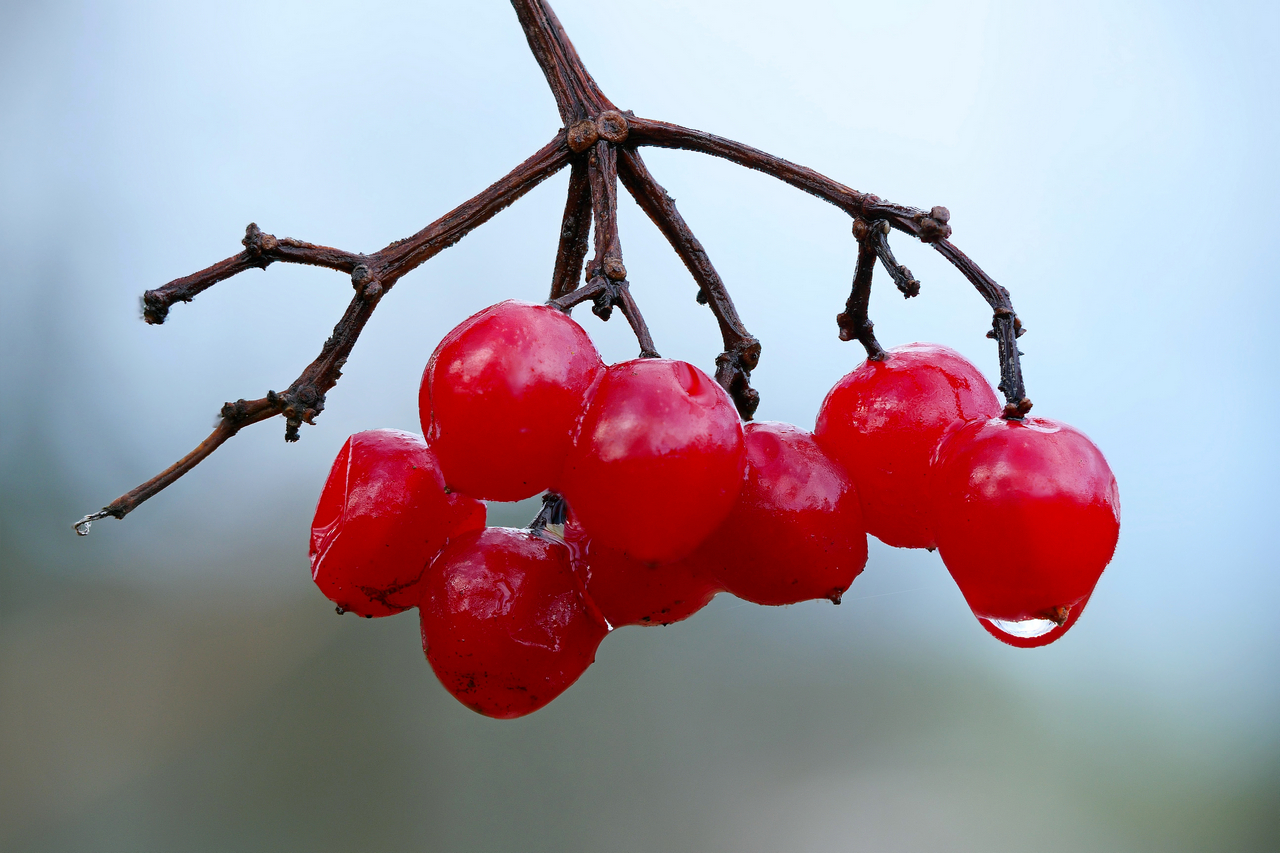 Früchte des Gewöhnliche Schneeball (Viburnum opulus).