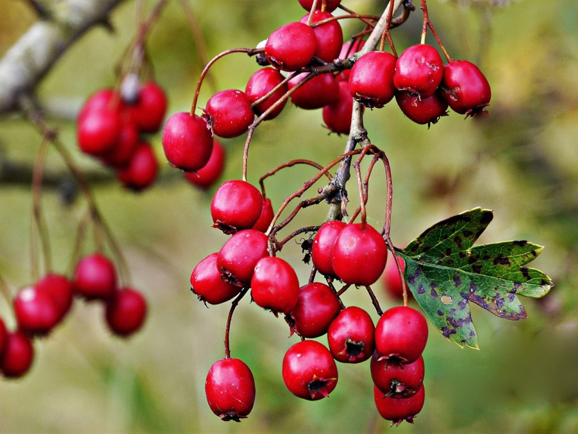 Früchte des Herbstes
