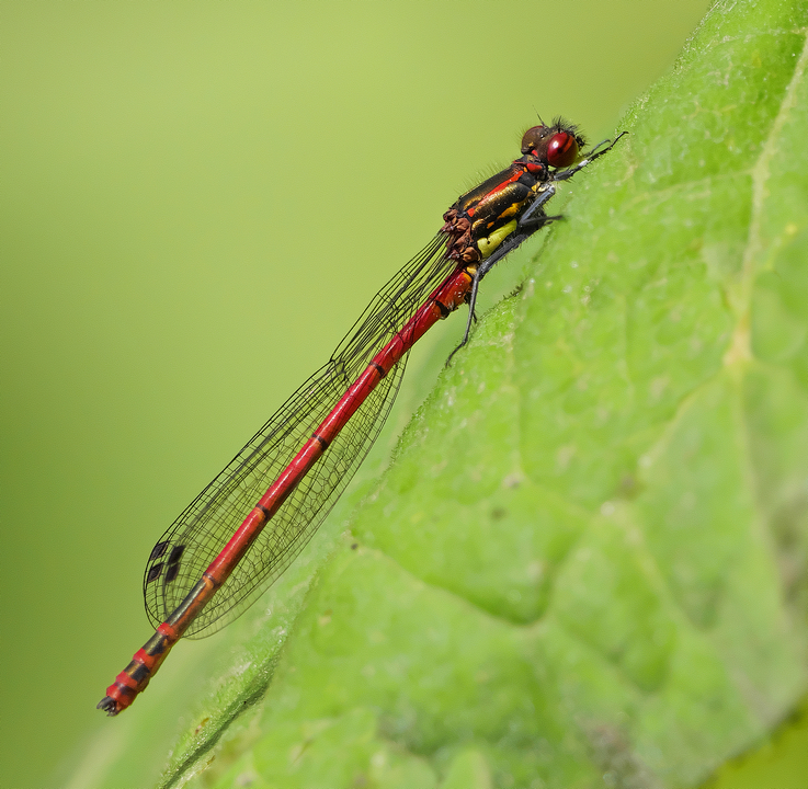 Frühe Adonislibelle (Pyrrhosoma nymphula), Männchen