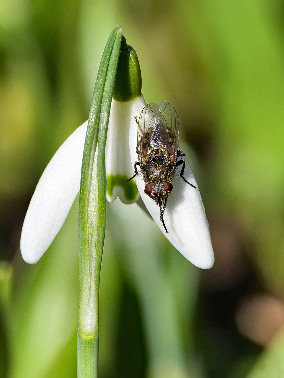 Früher Besuch