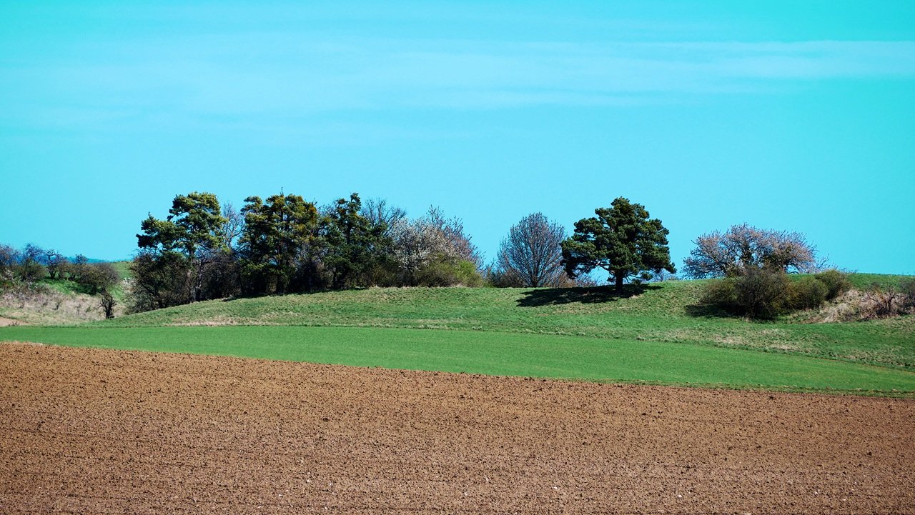 „Frühling am Feldrand“