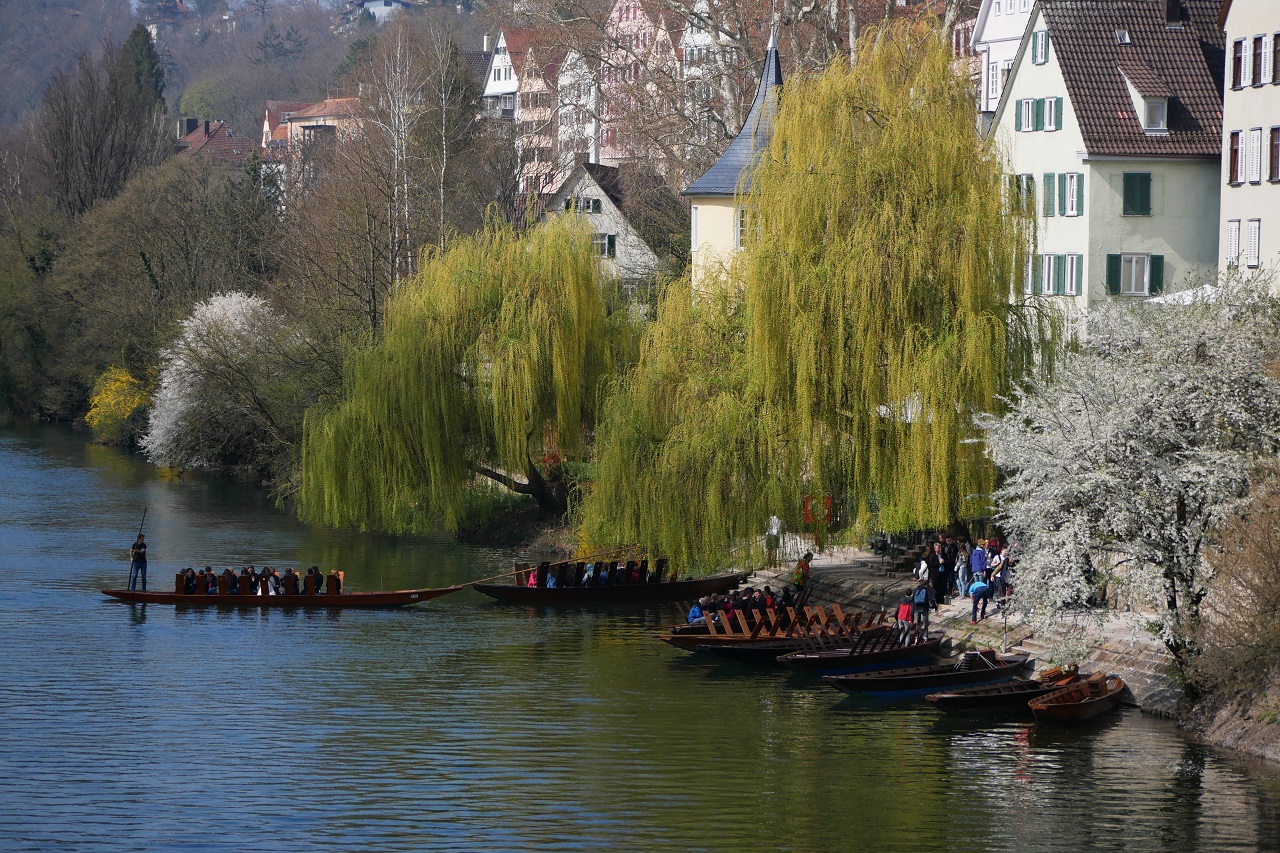 Frühling am Neckar