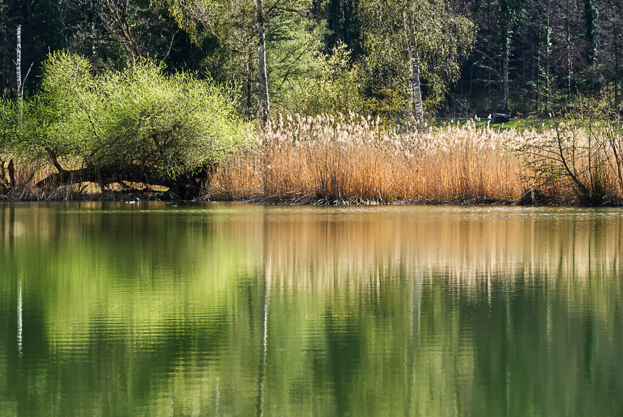 Fruehling am See