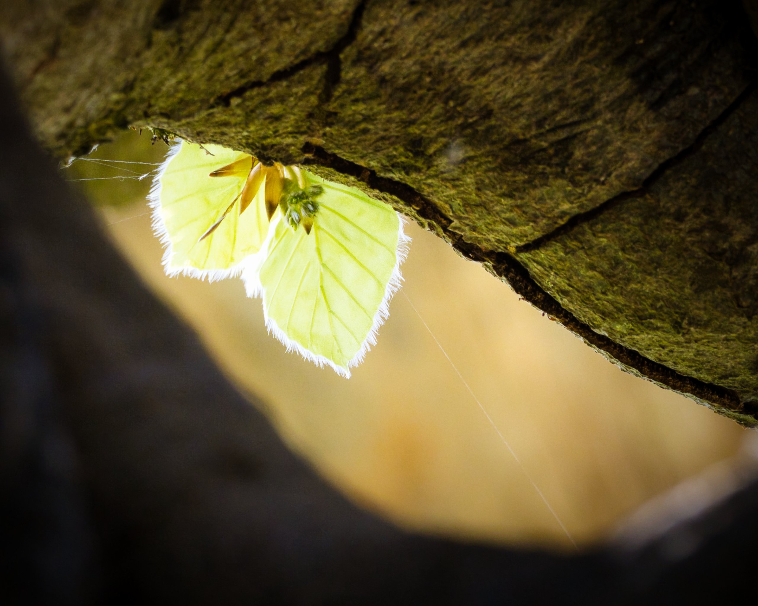 Frühling im Hutewald 2