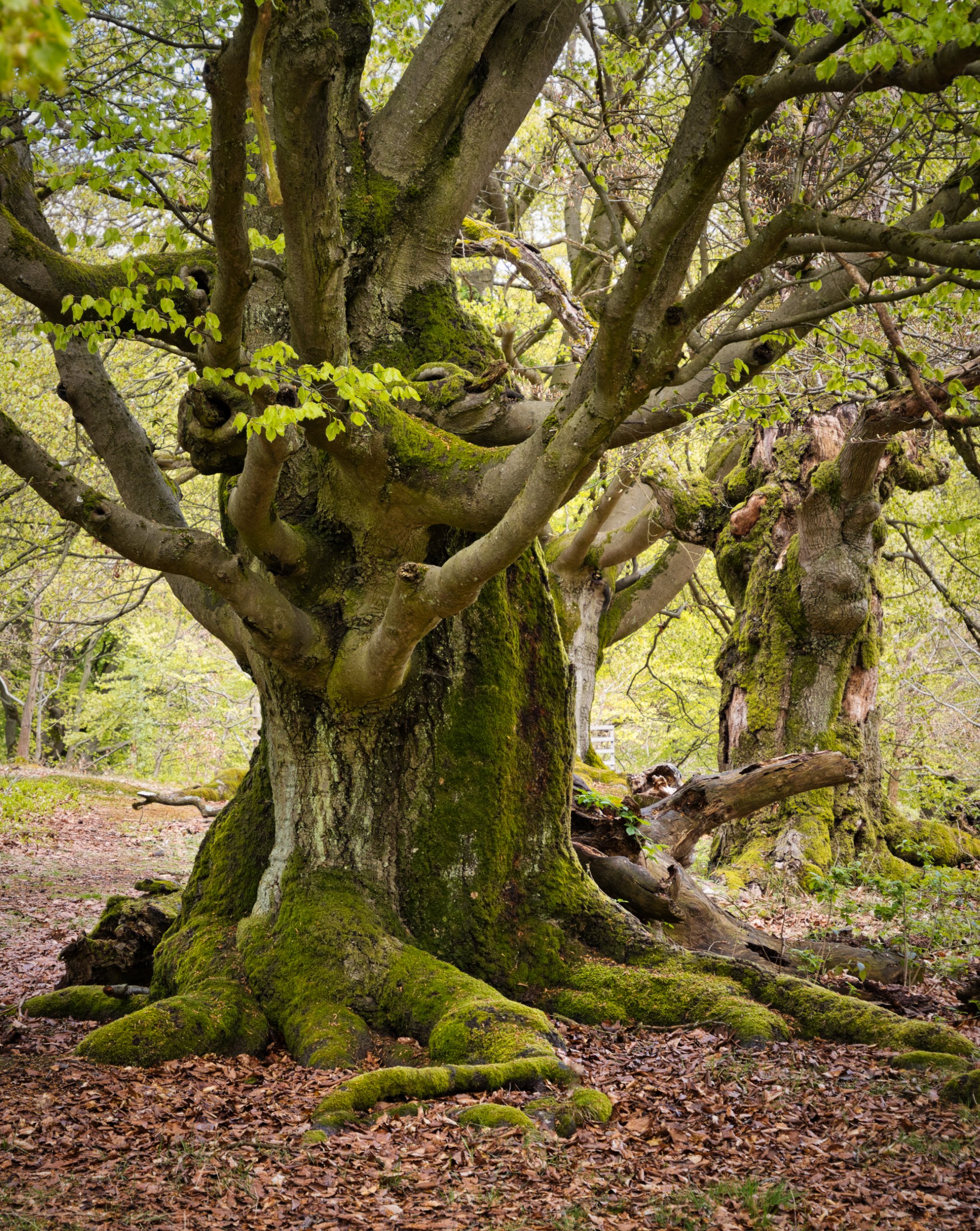 Frühling im Hutewald 3