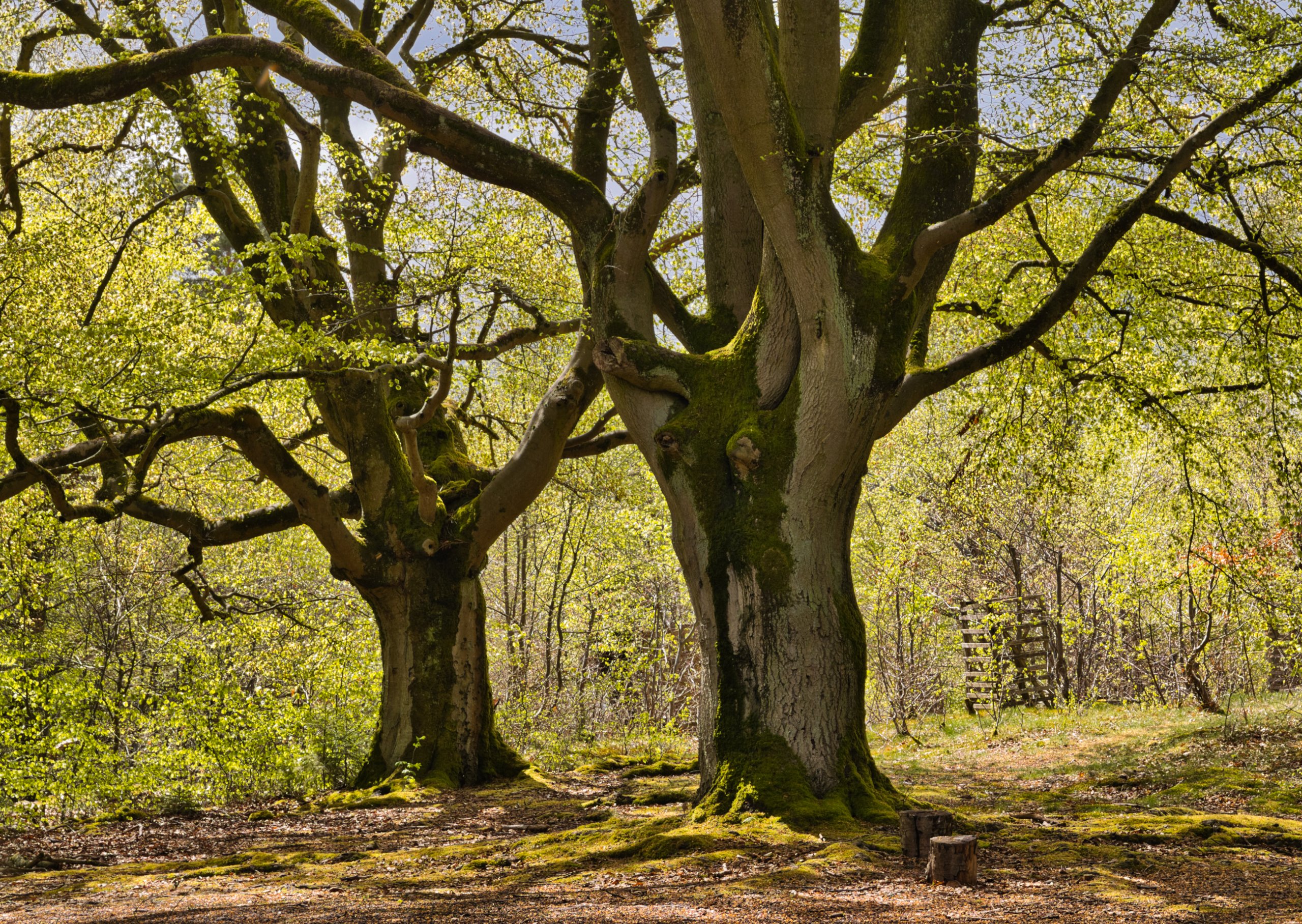 Frühling im Hutewald