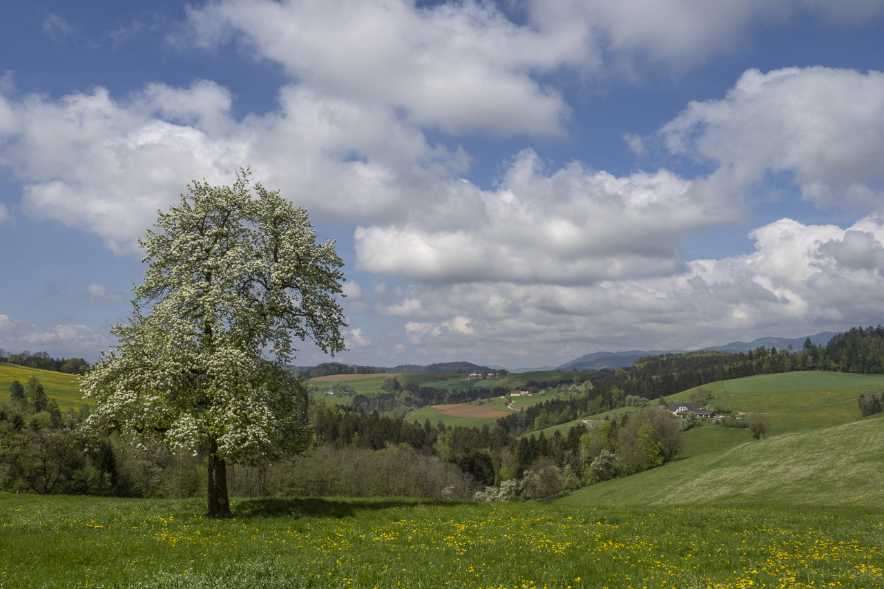 Frühling im Lavanttal