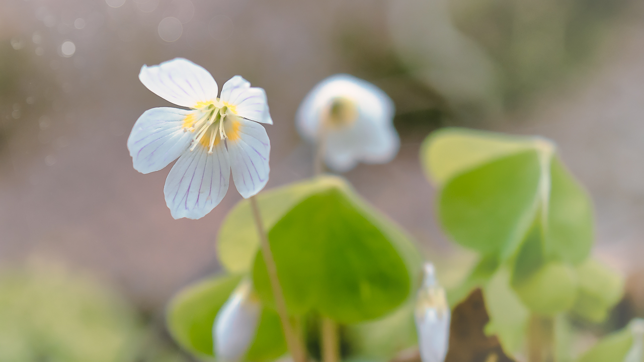 Frühling im Wald