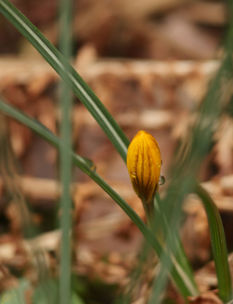 "Frühling, ja du bist’s!"