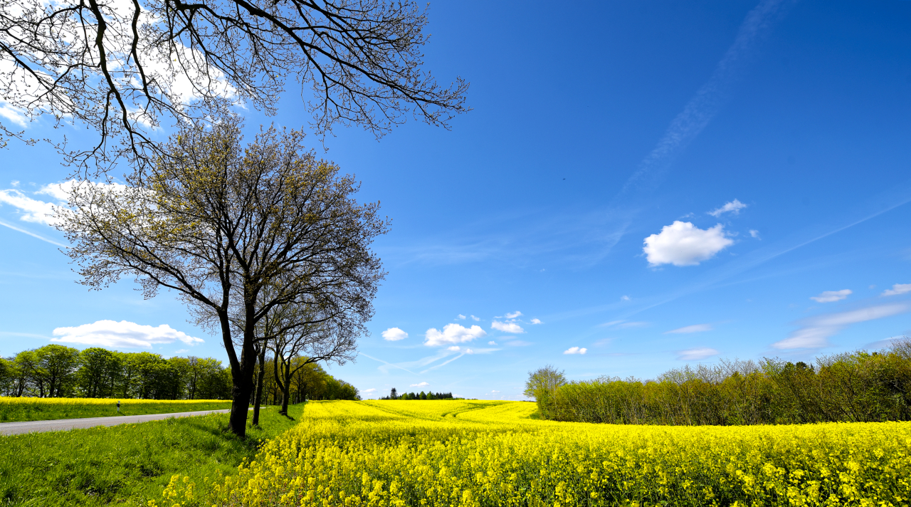 Frühling lässt sein blaues Band...