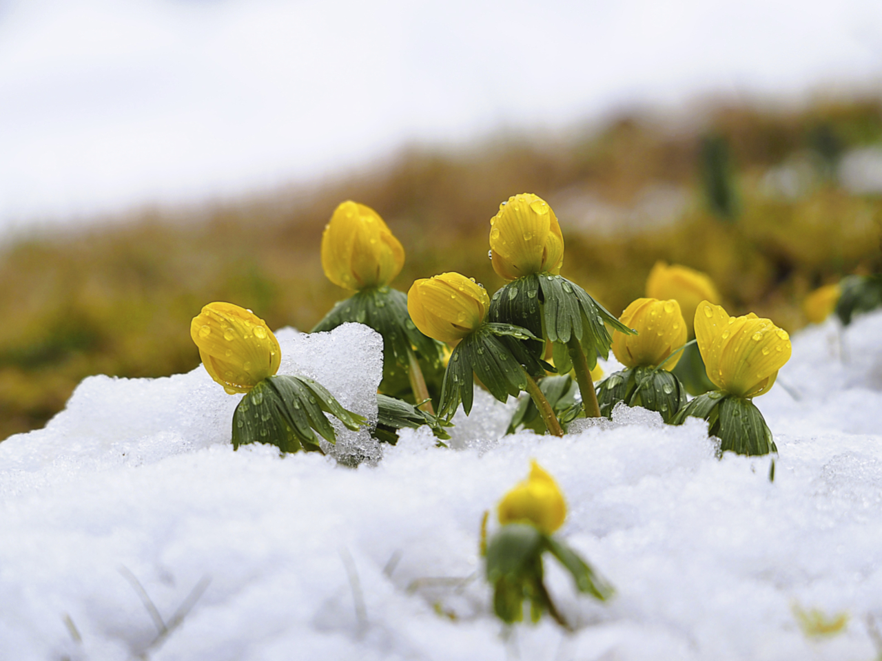 Frühling und Winter