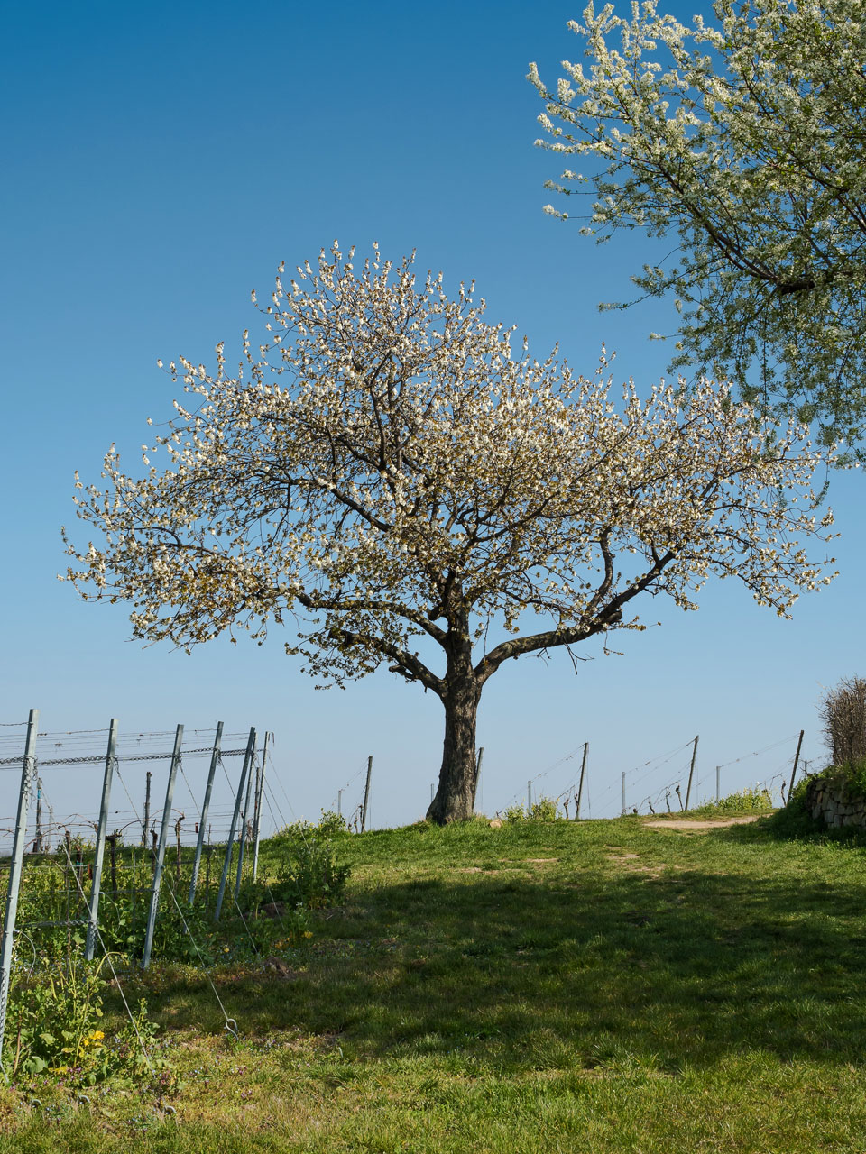 Frühling!