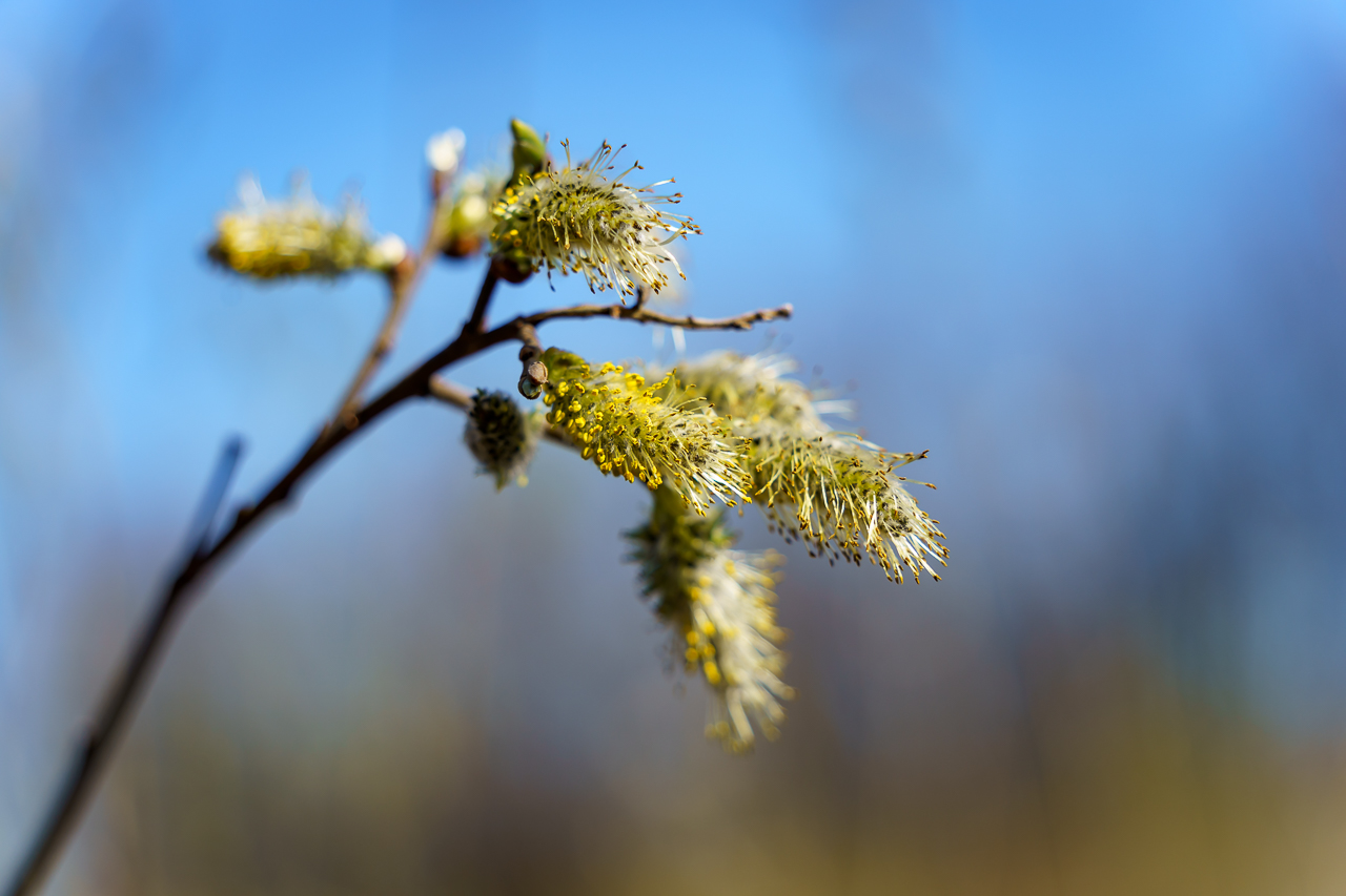 Frühling